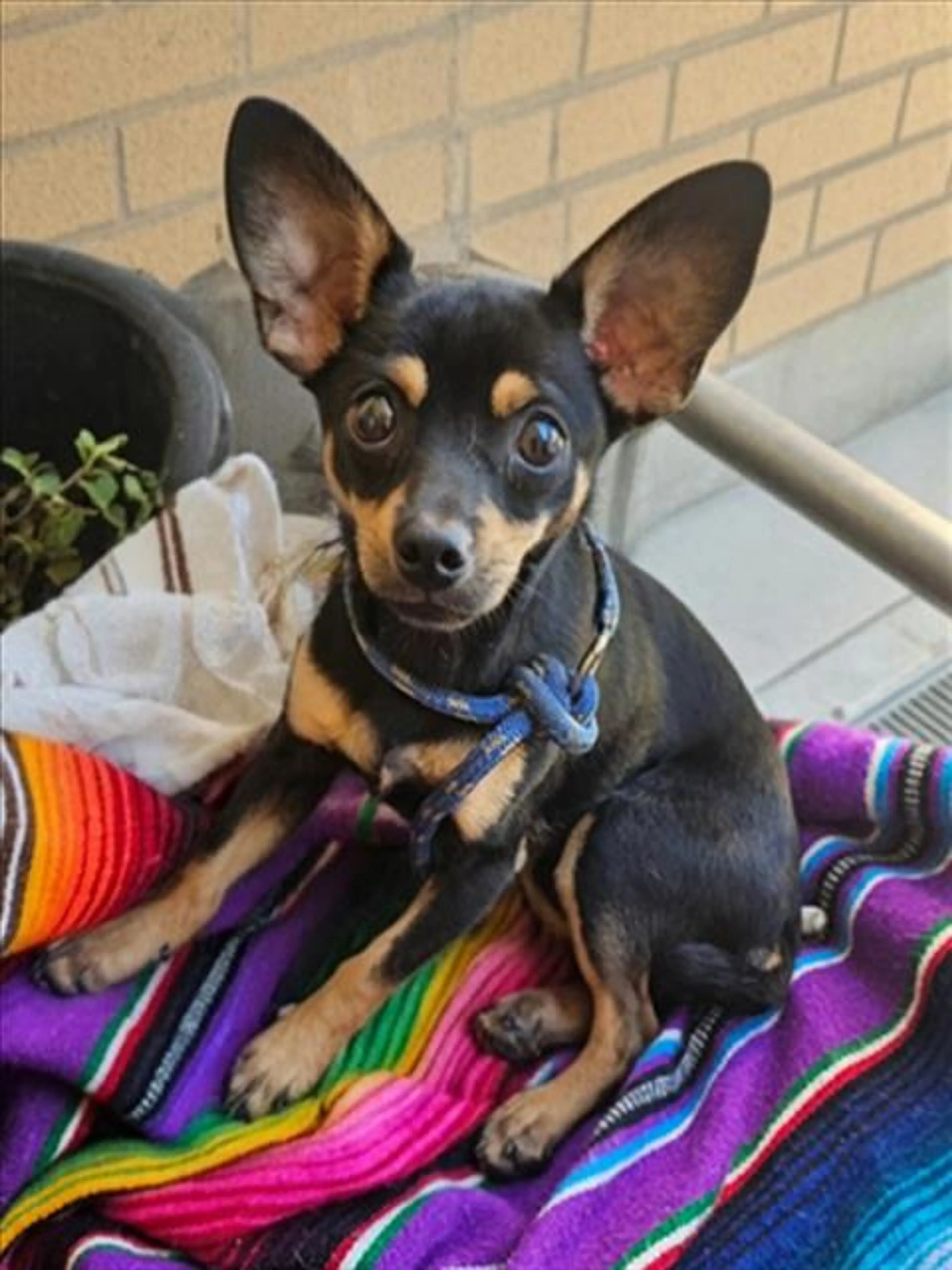 cdn image