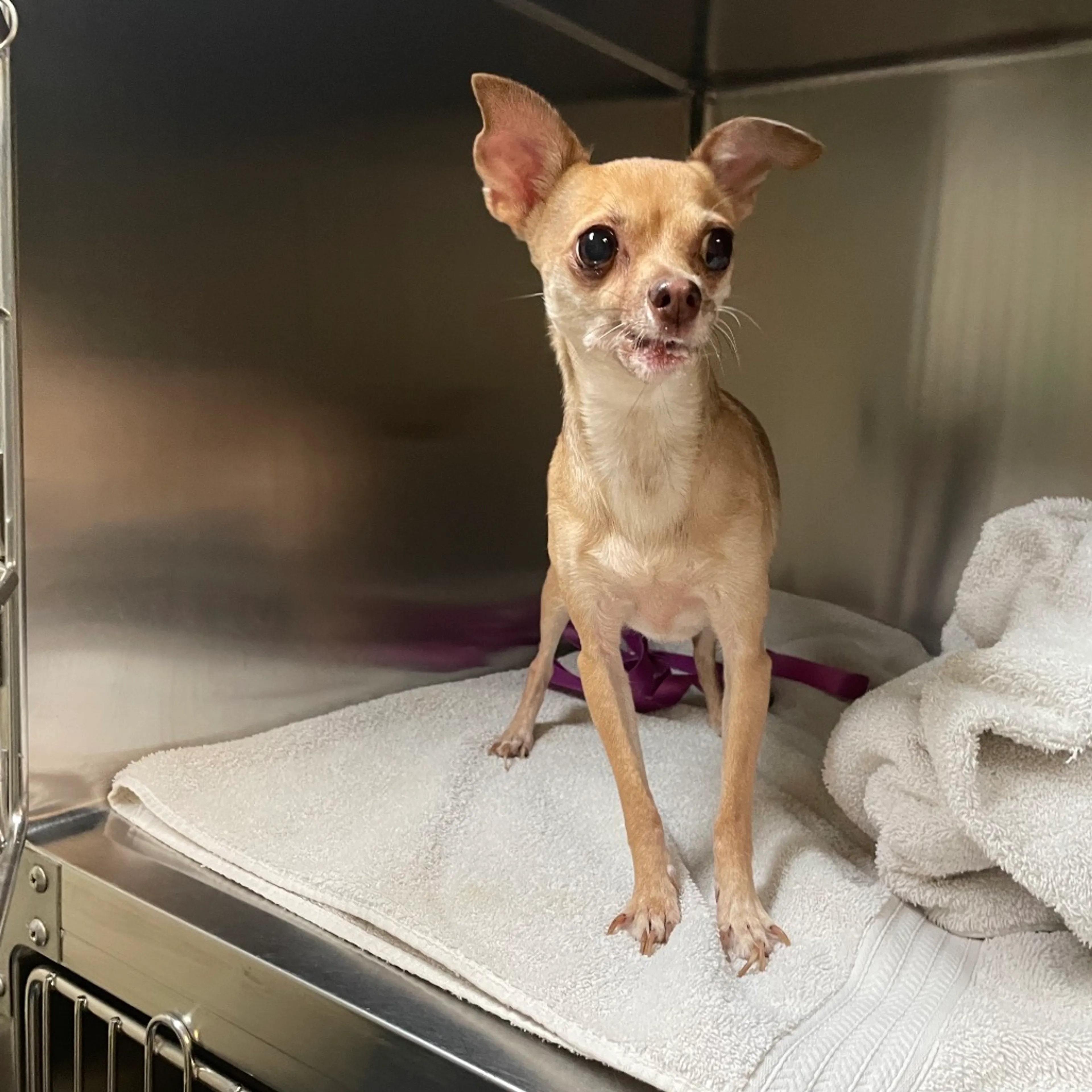 cdn image