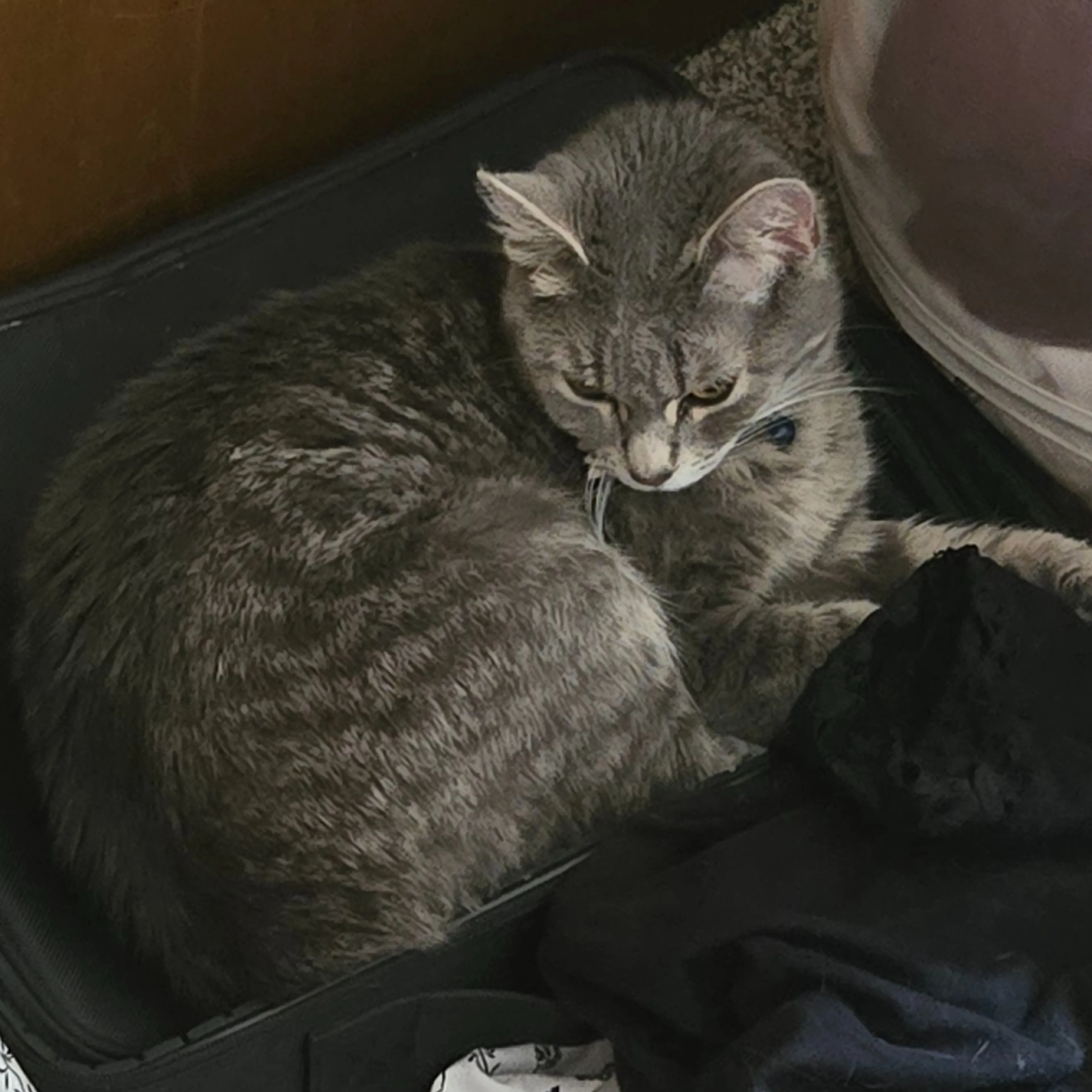 cdn image
