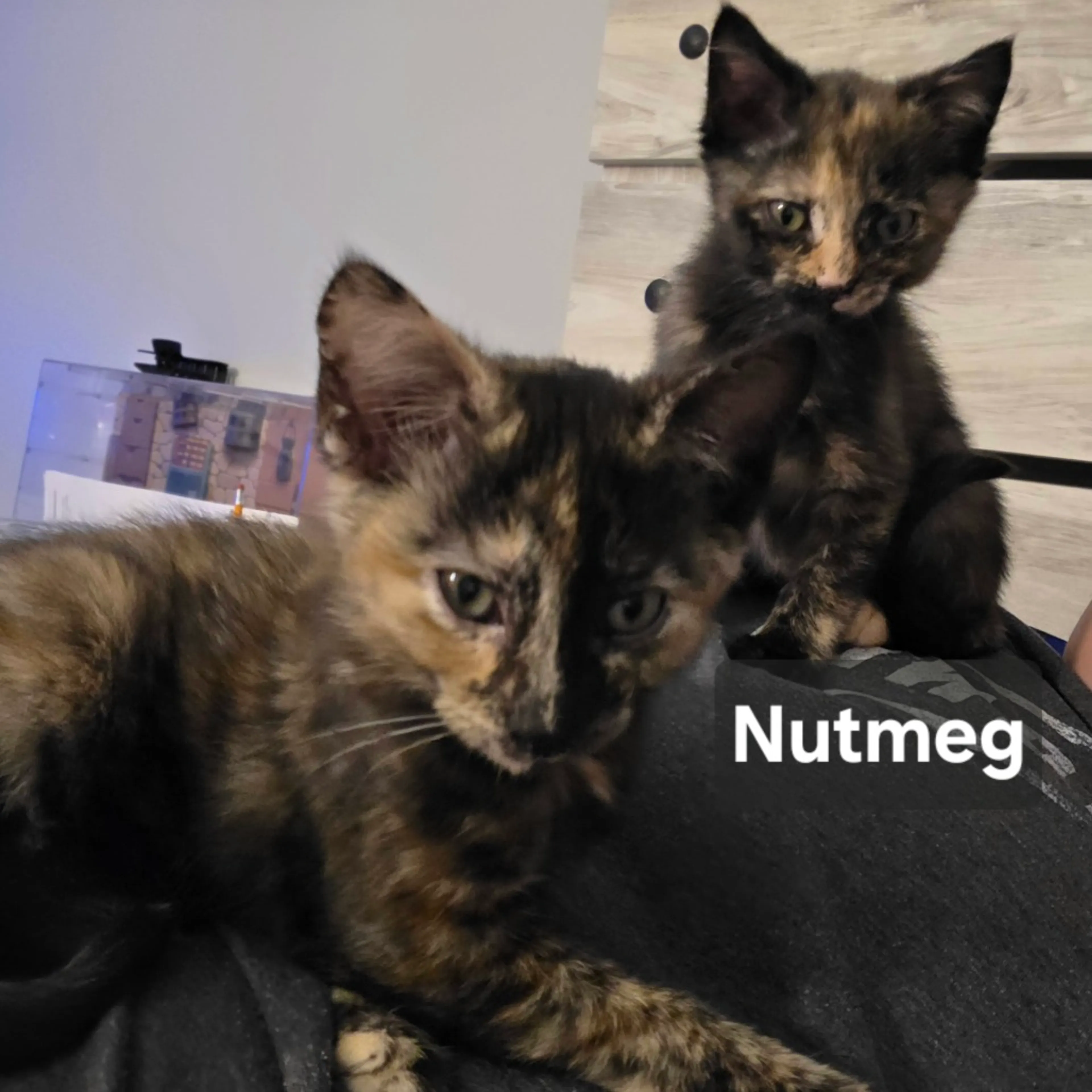 cdn image