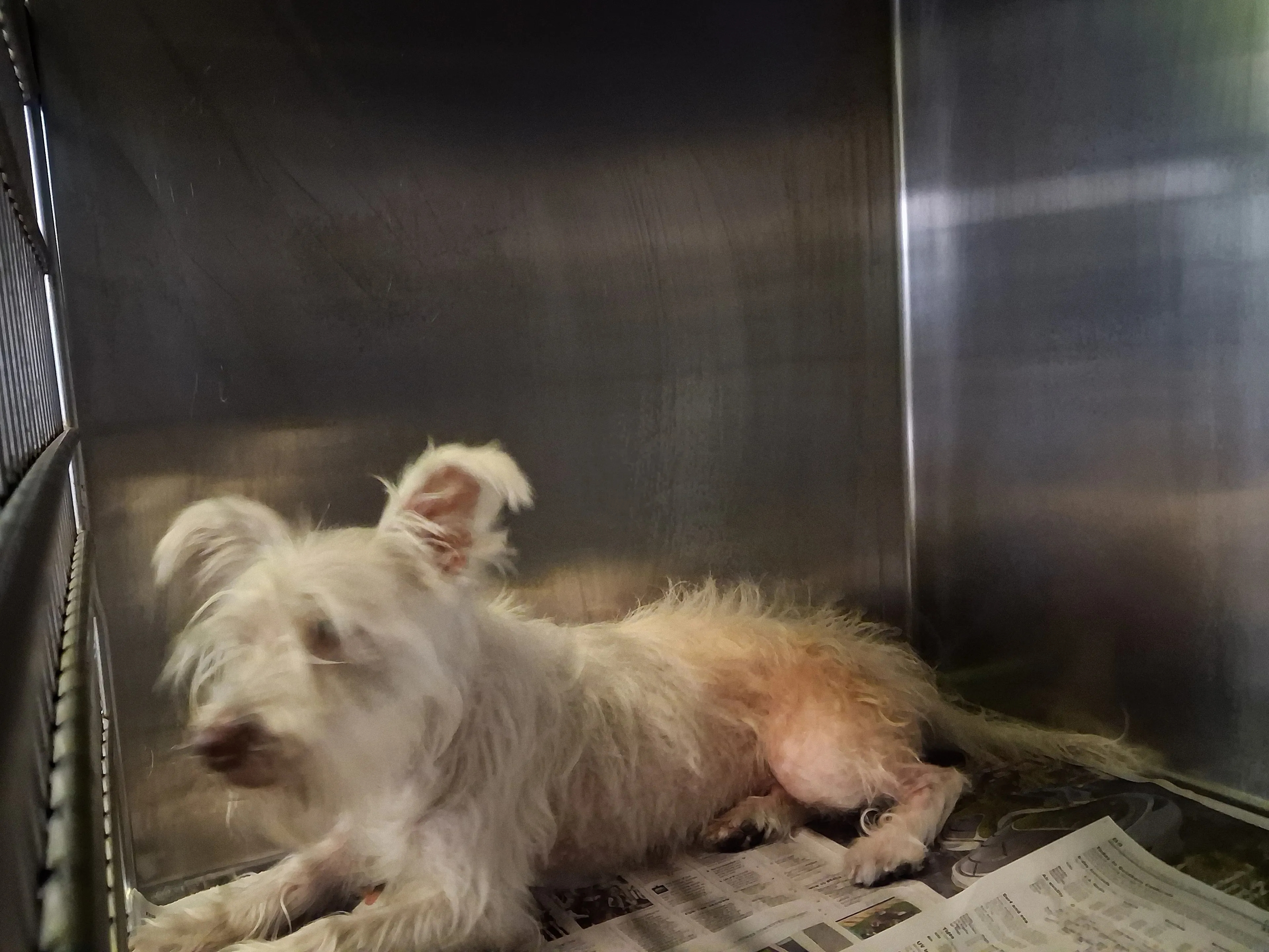 cdn image