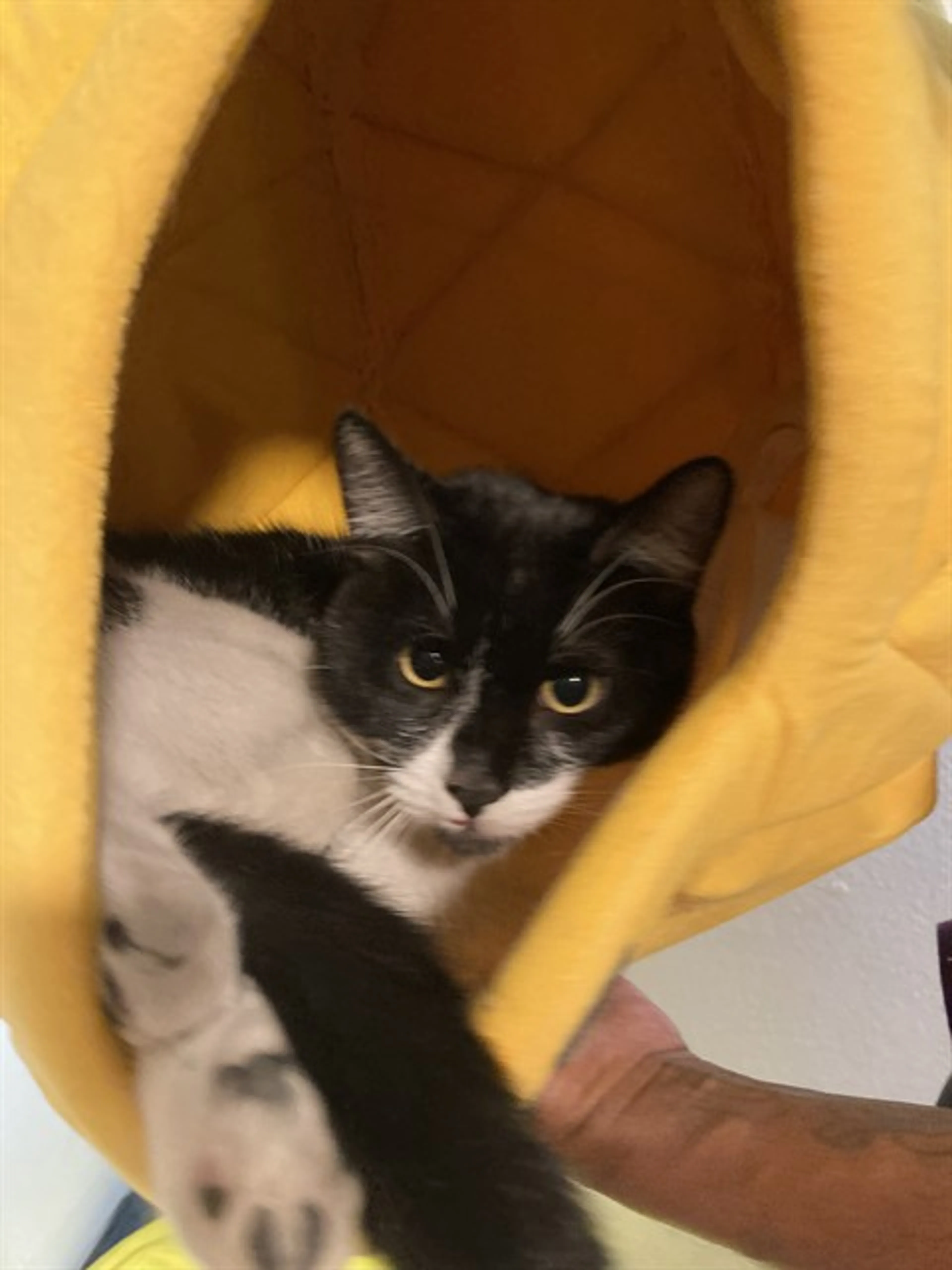 cdn image
