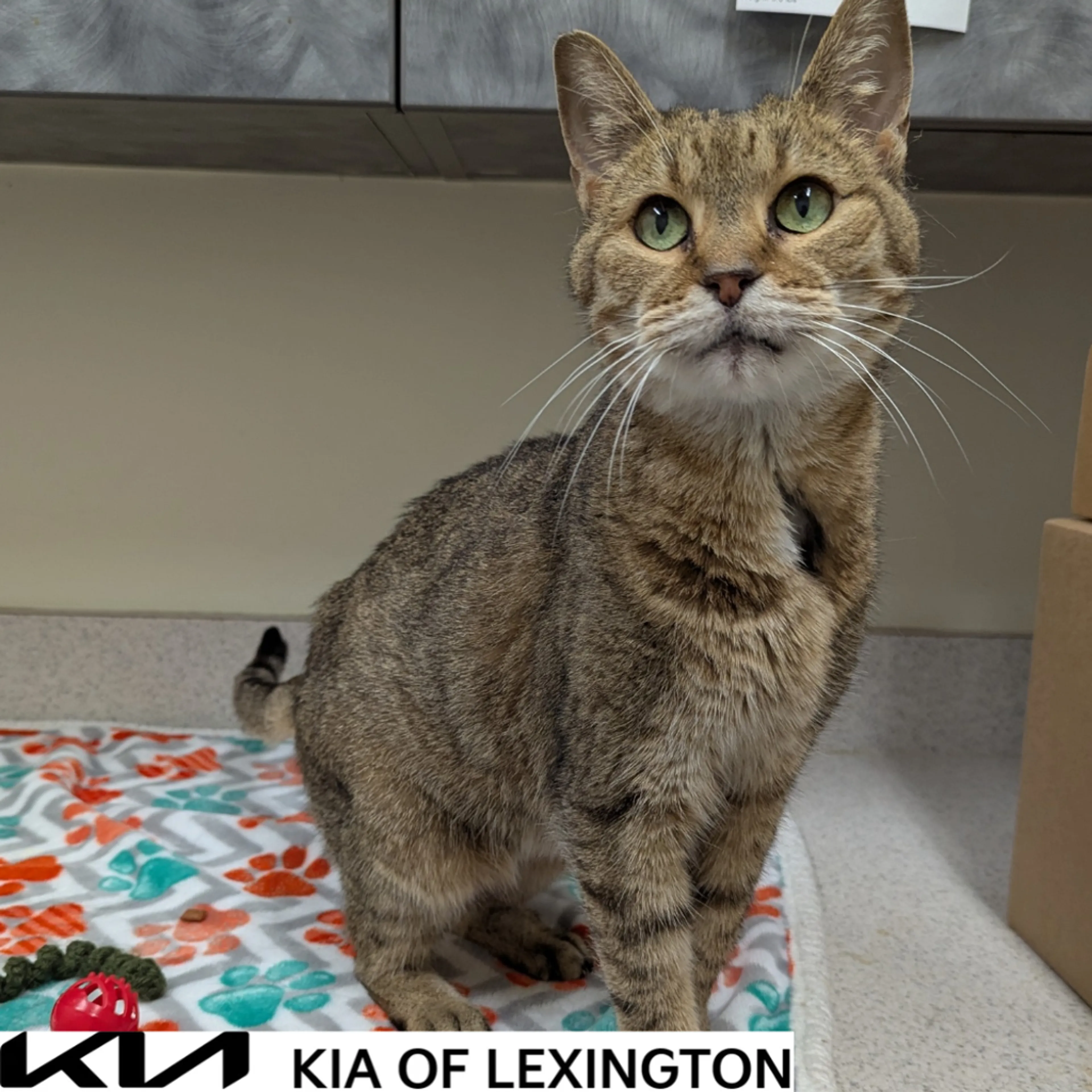 cdn image
