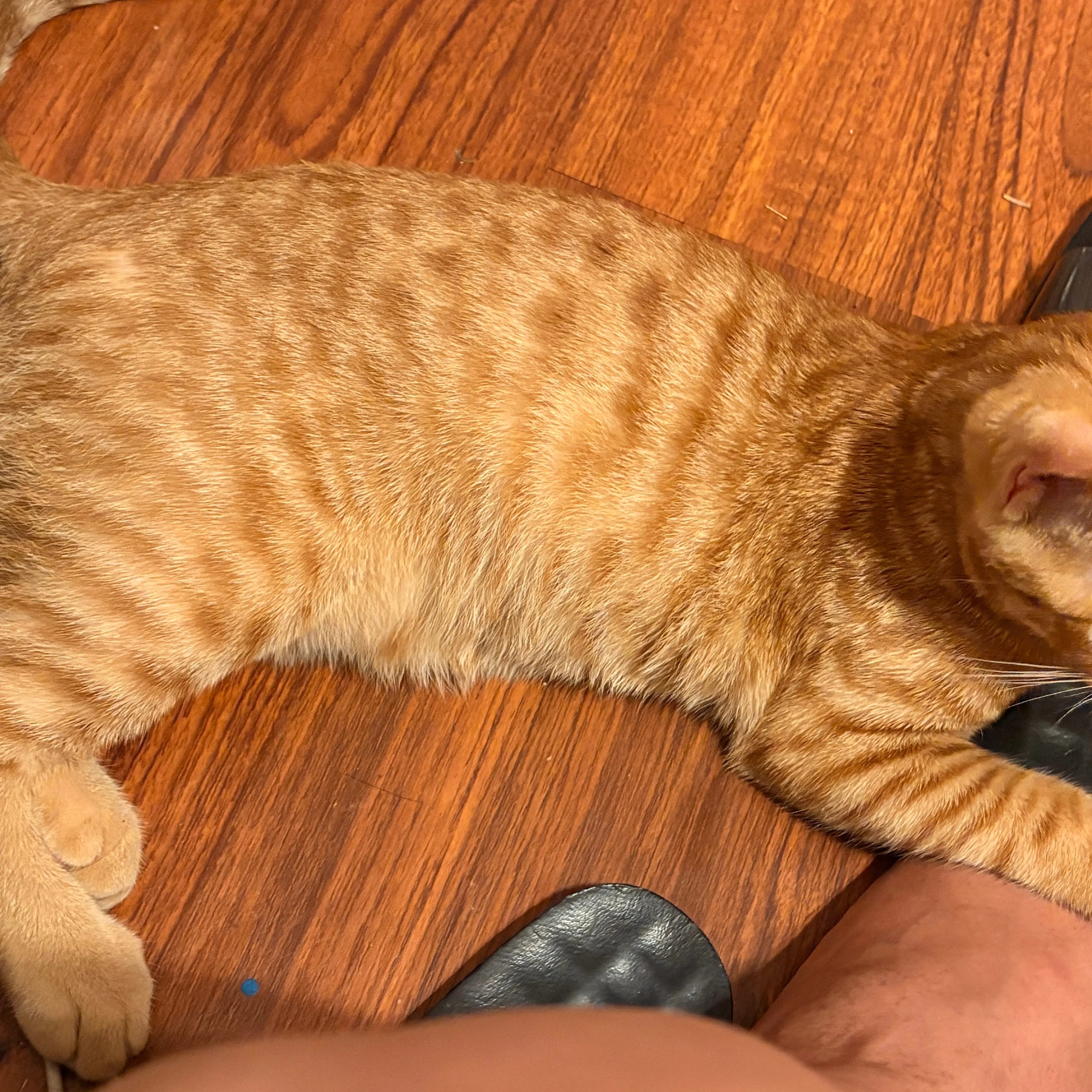 cdn image