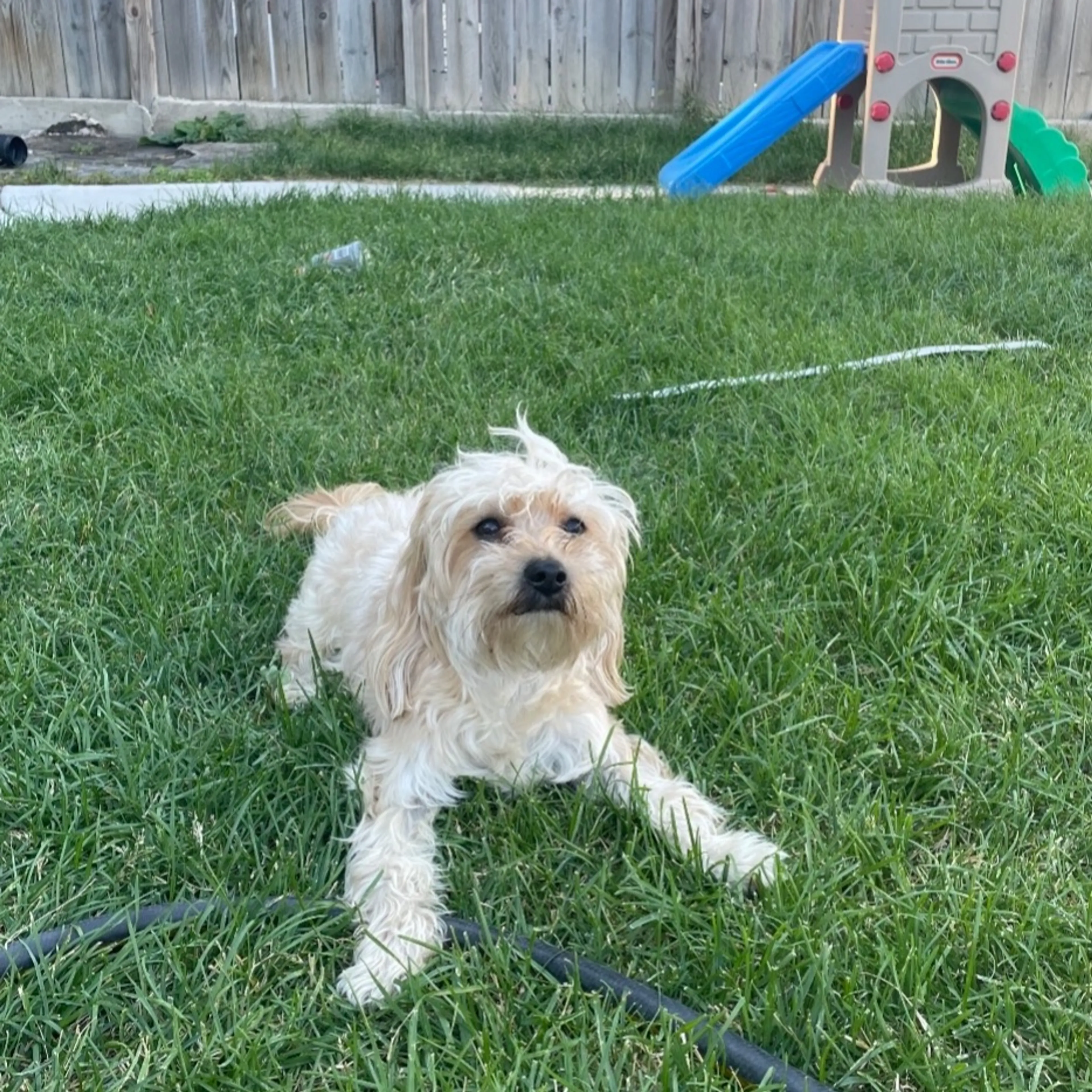 Lost pet