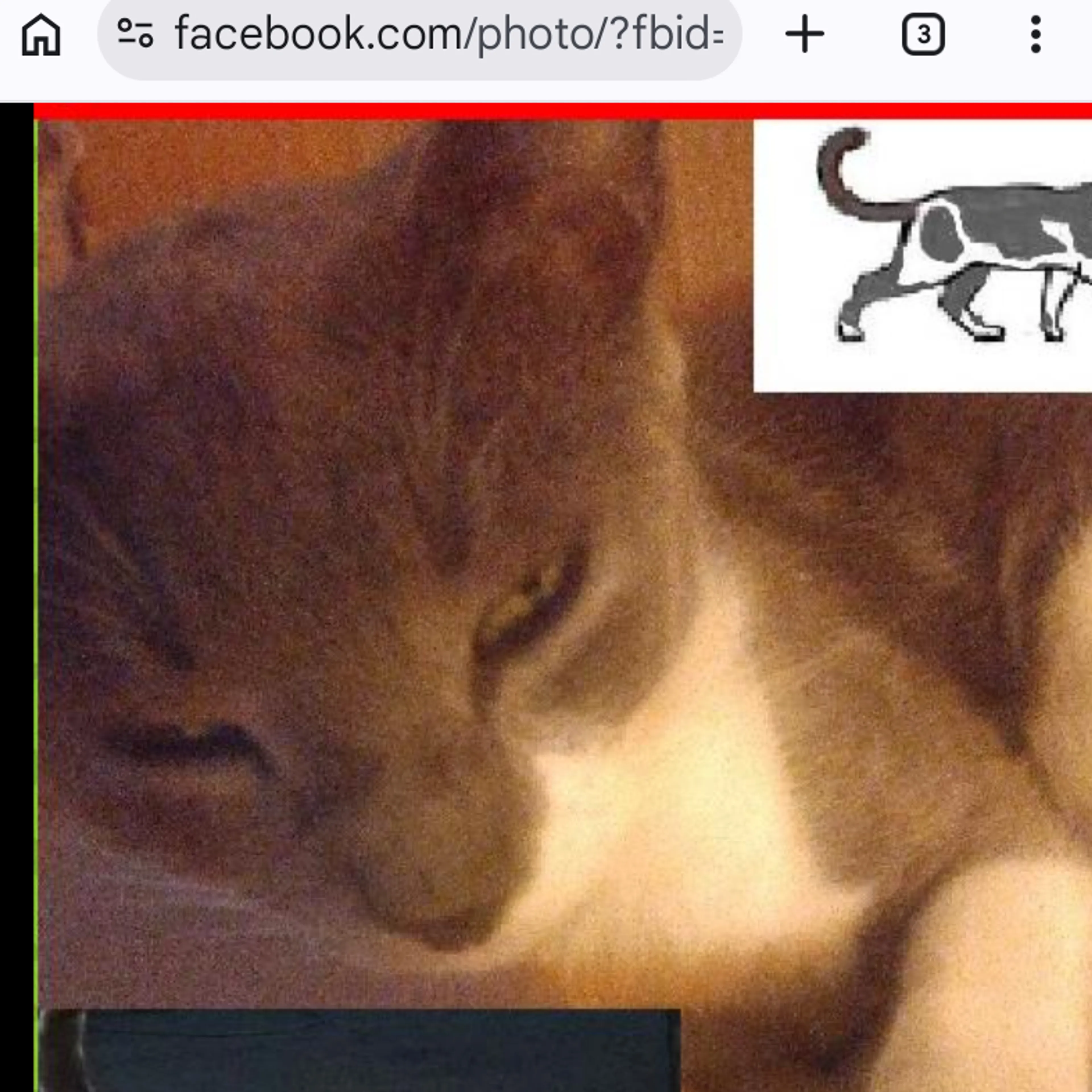 Lost pet-3