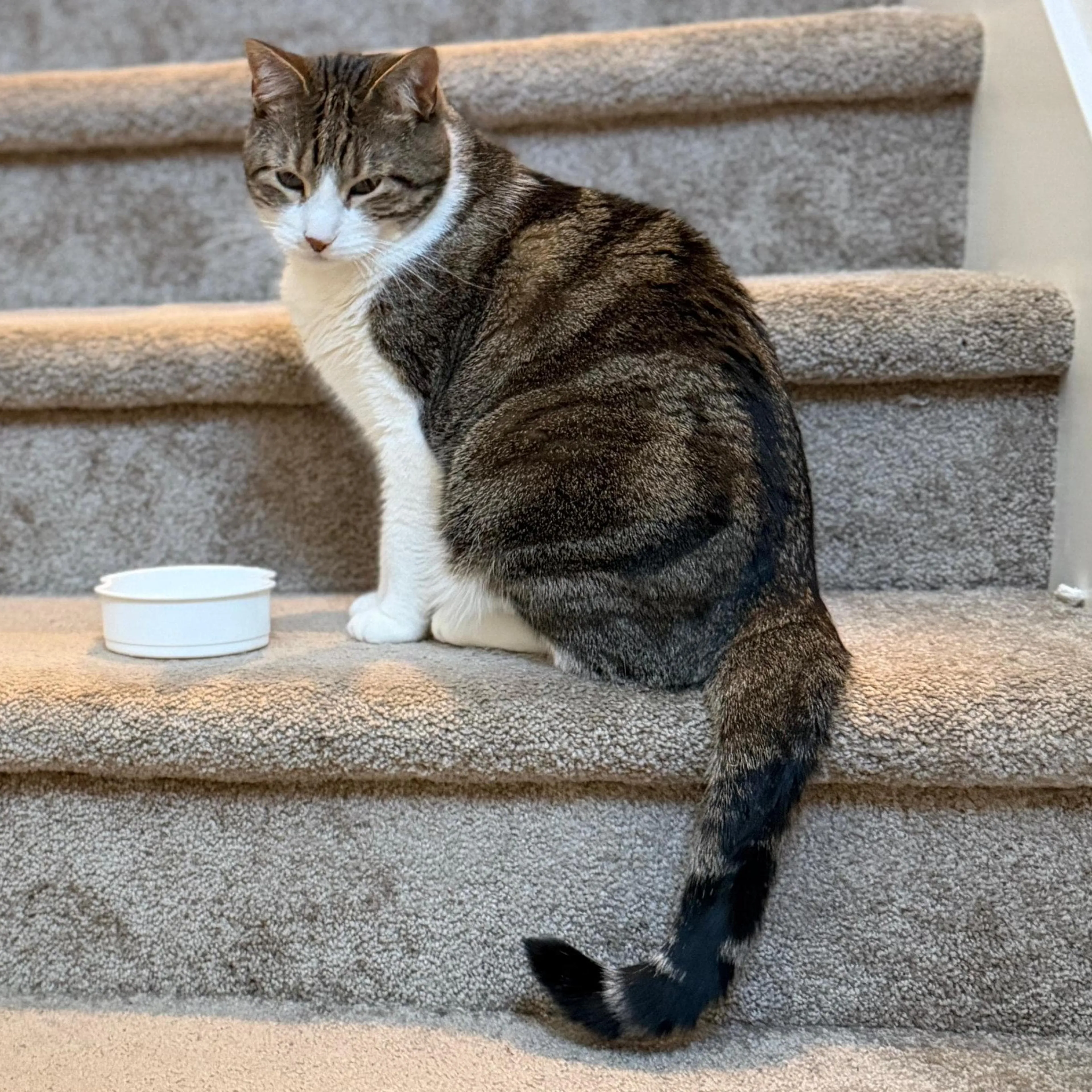 Lost pet-1