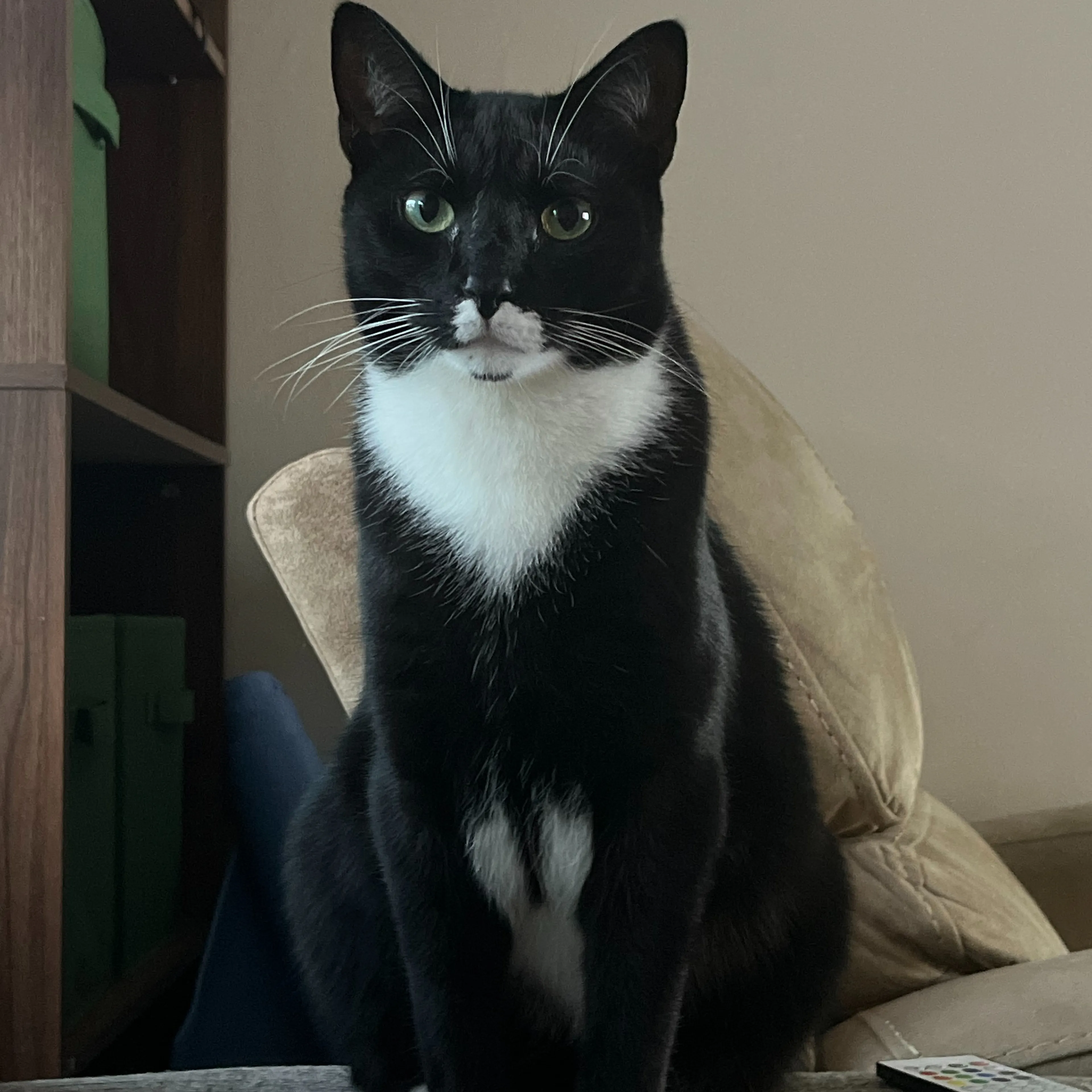 Lost pet-1