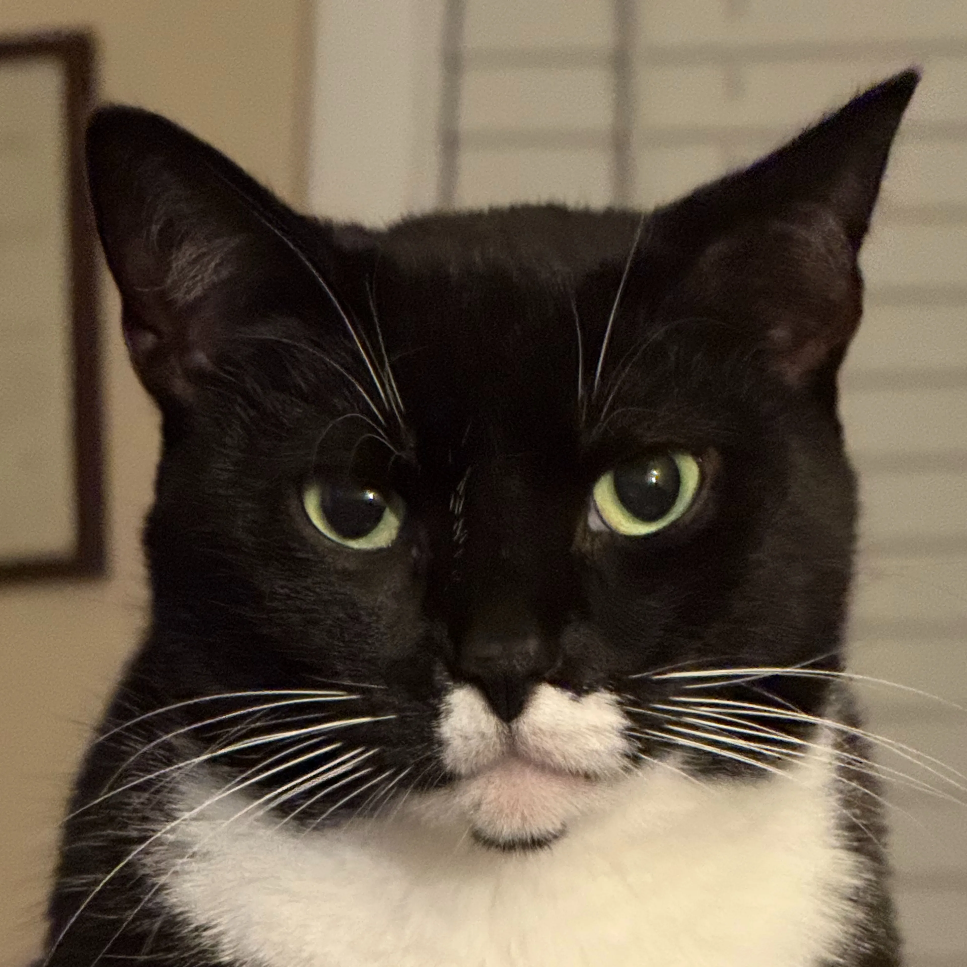Lost pet-2