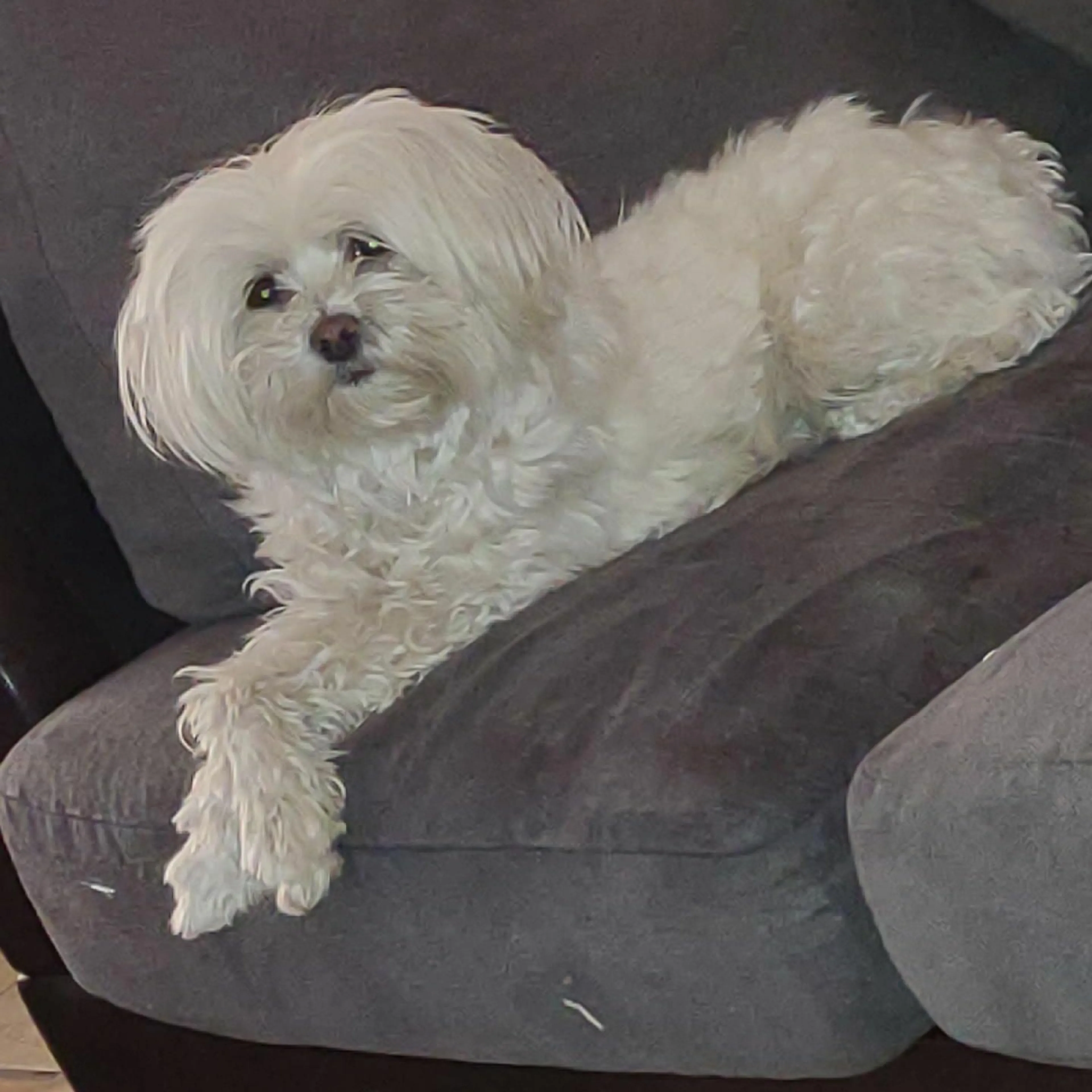 Lost pet