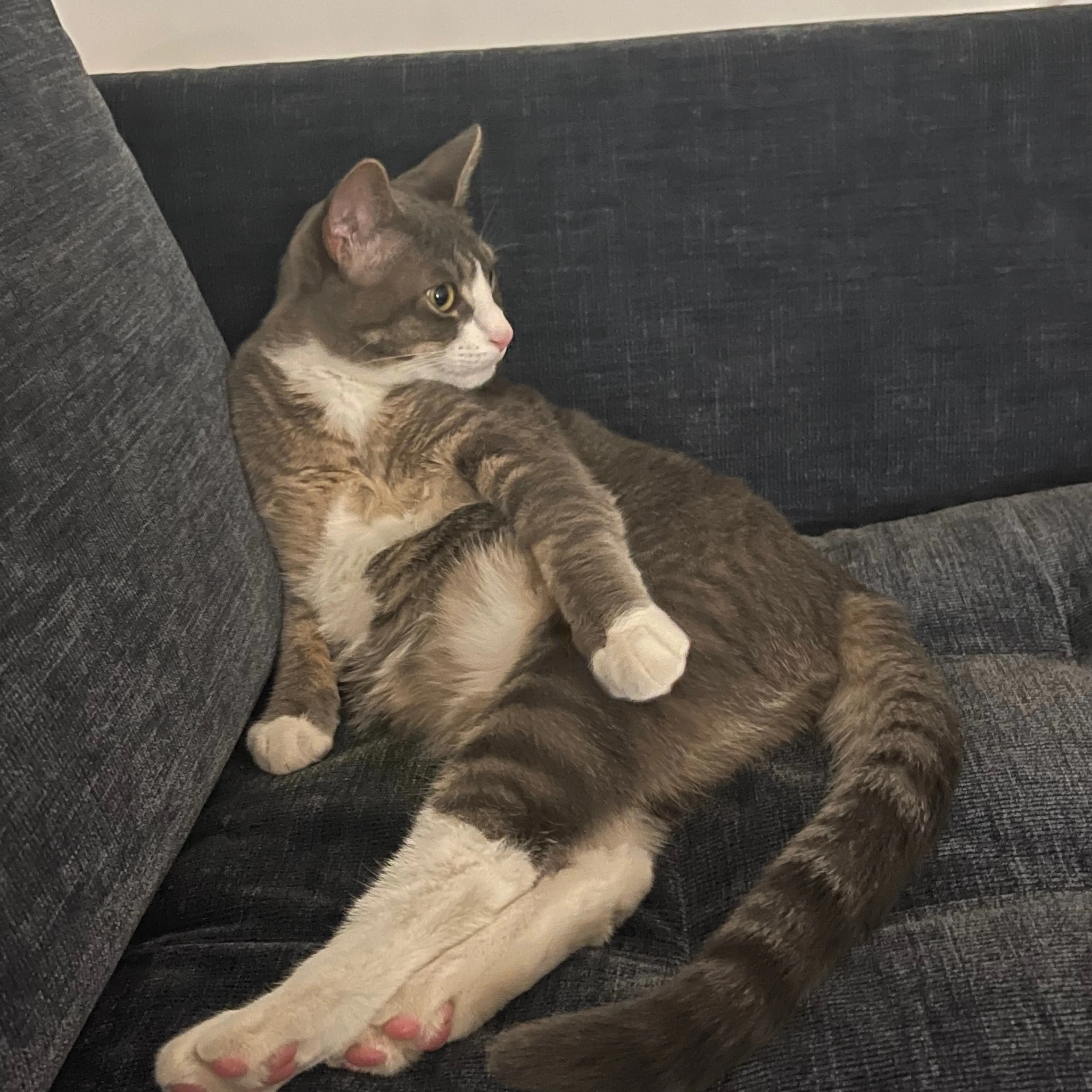 Lost pet-0