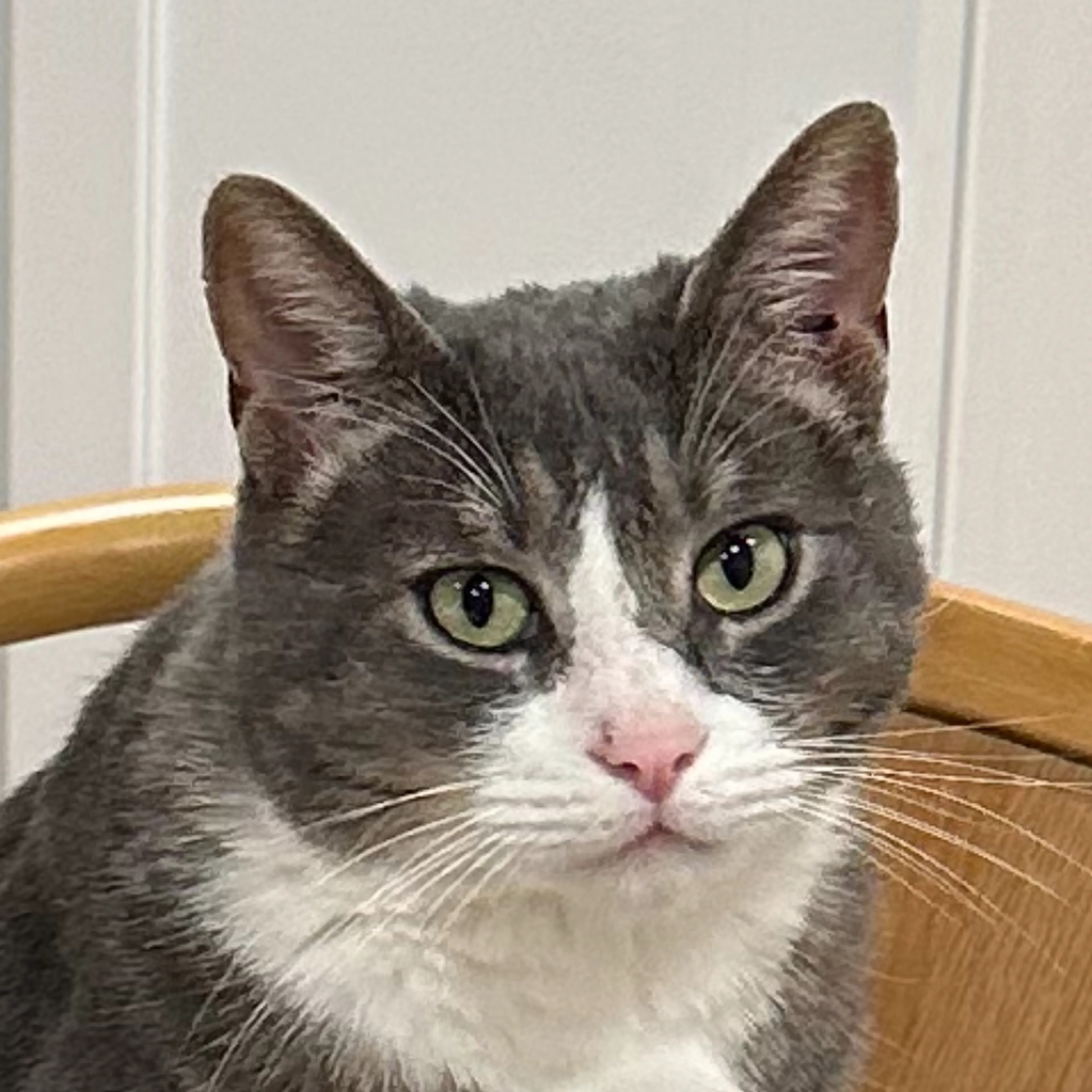 Lost pet-1