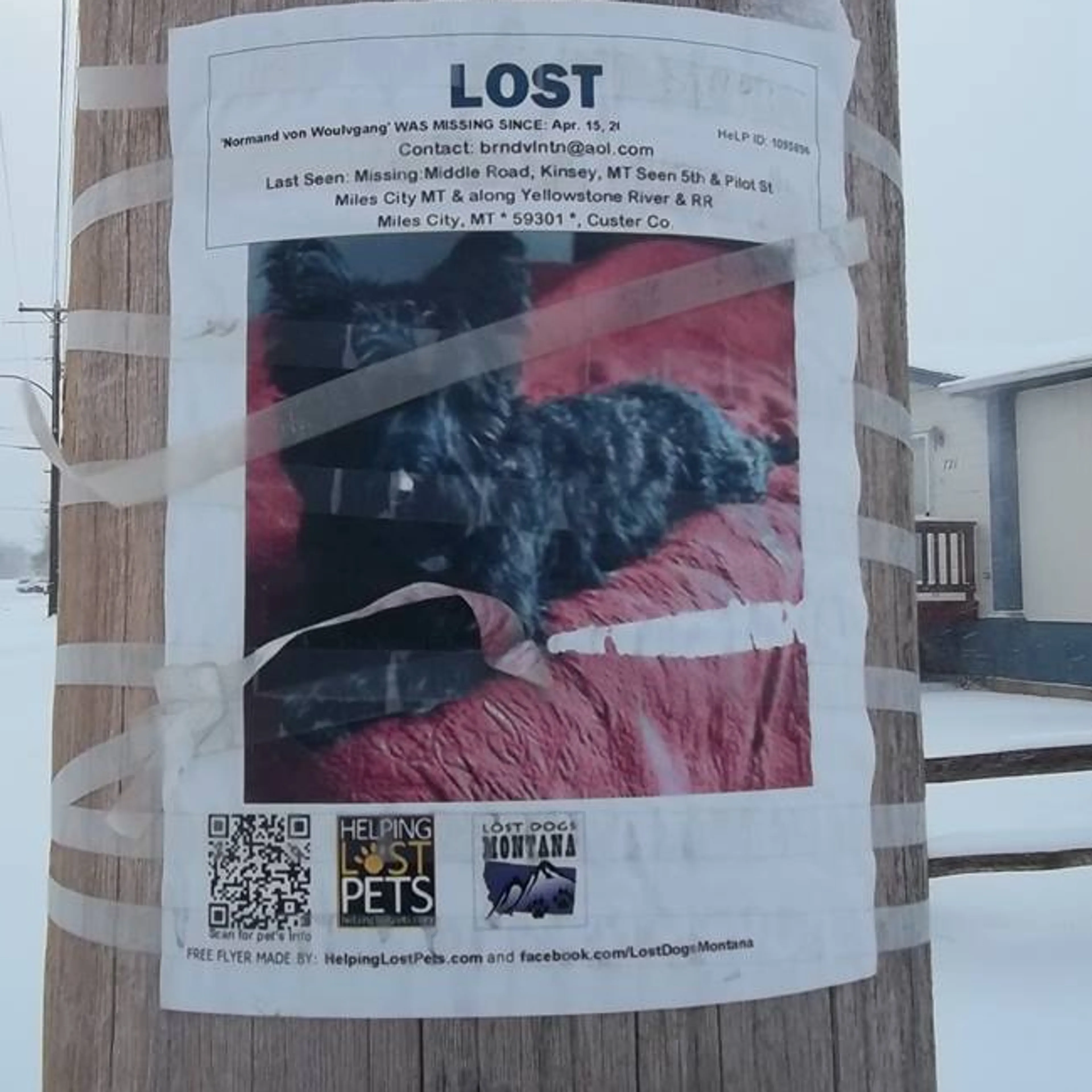 Lost pet-3