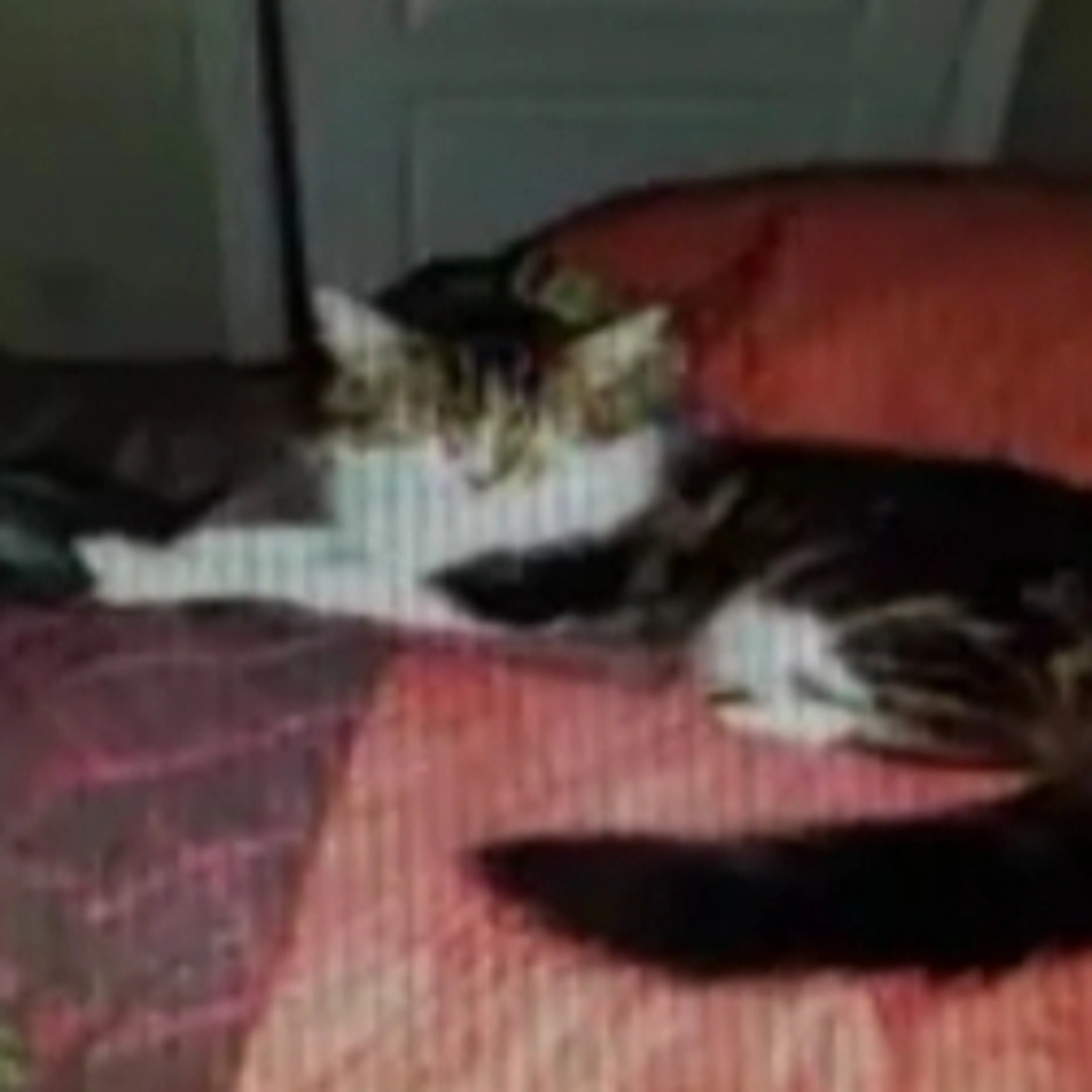 Lost pet-1