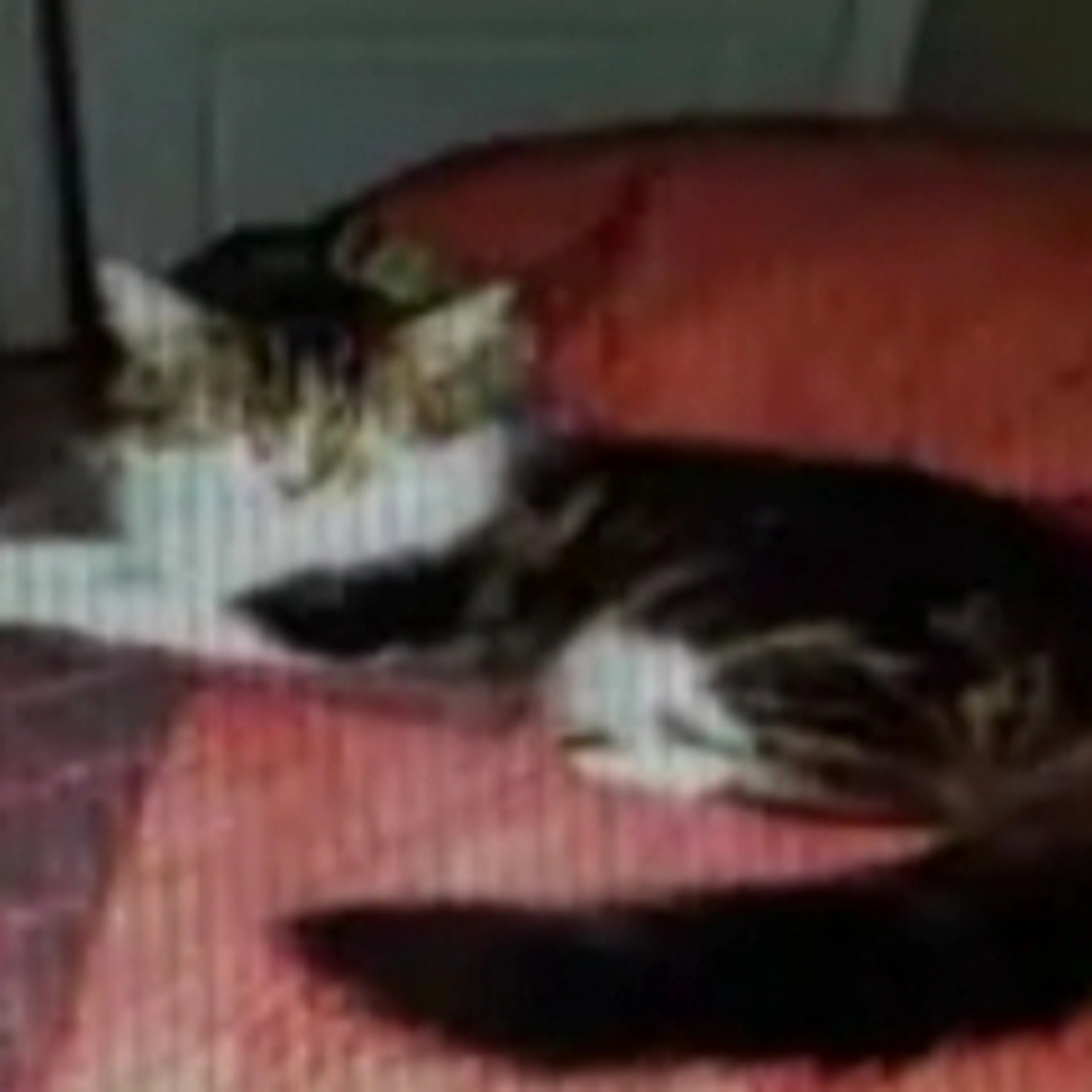 Lost pet-0