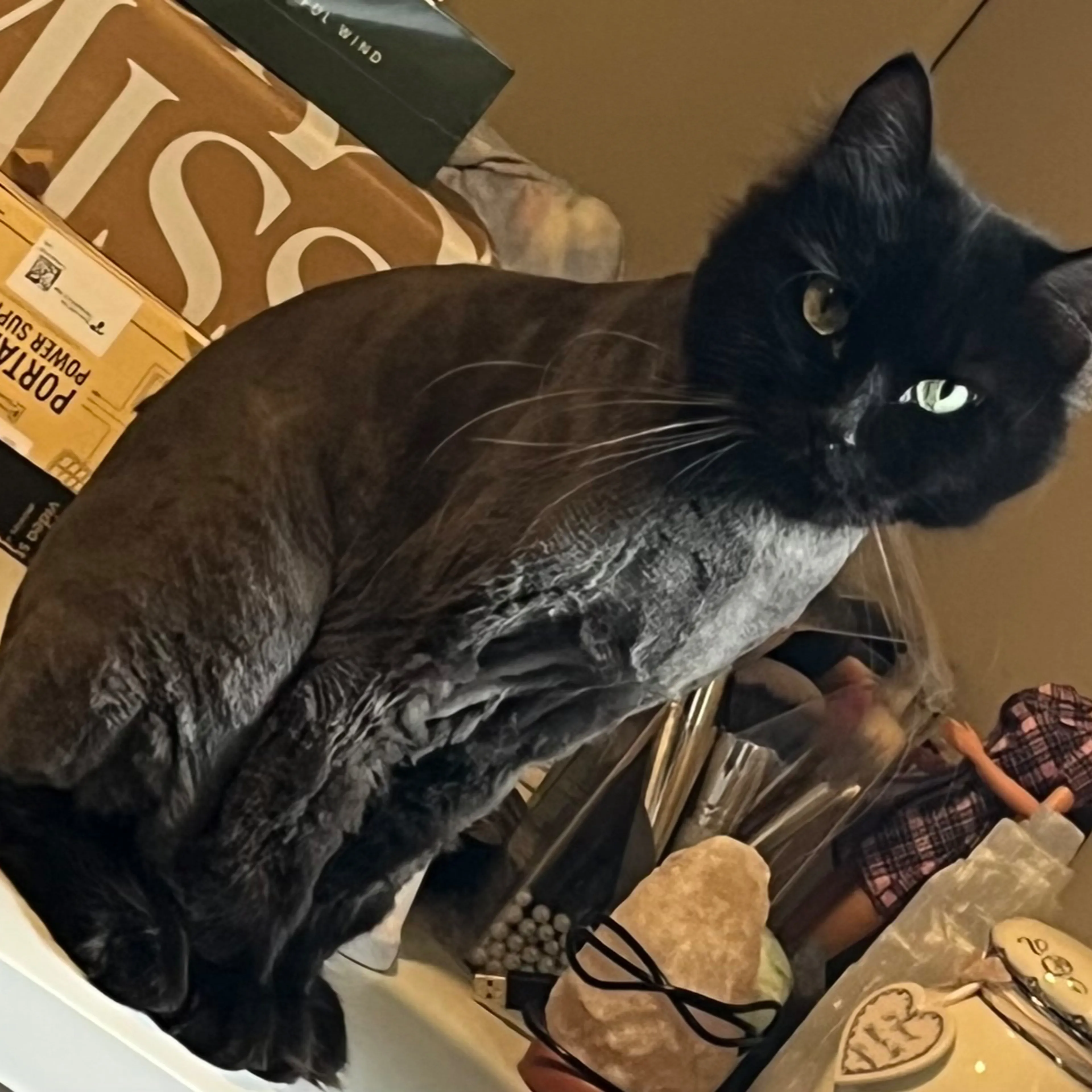 Lost pet-0