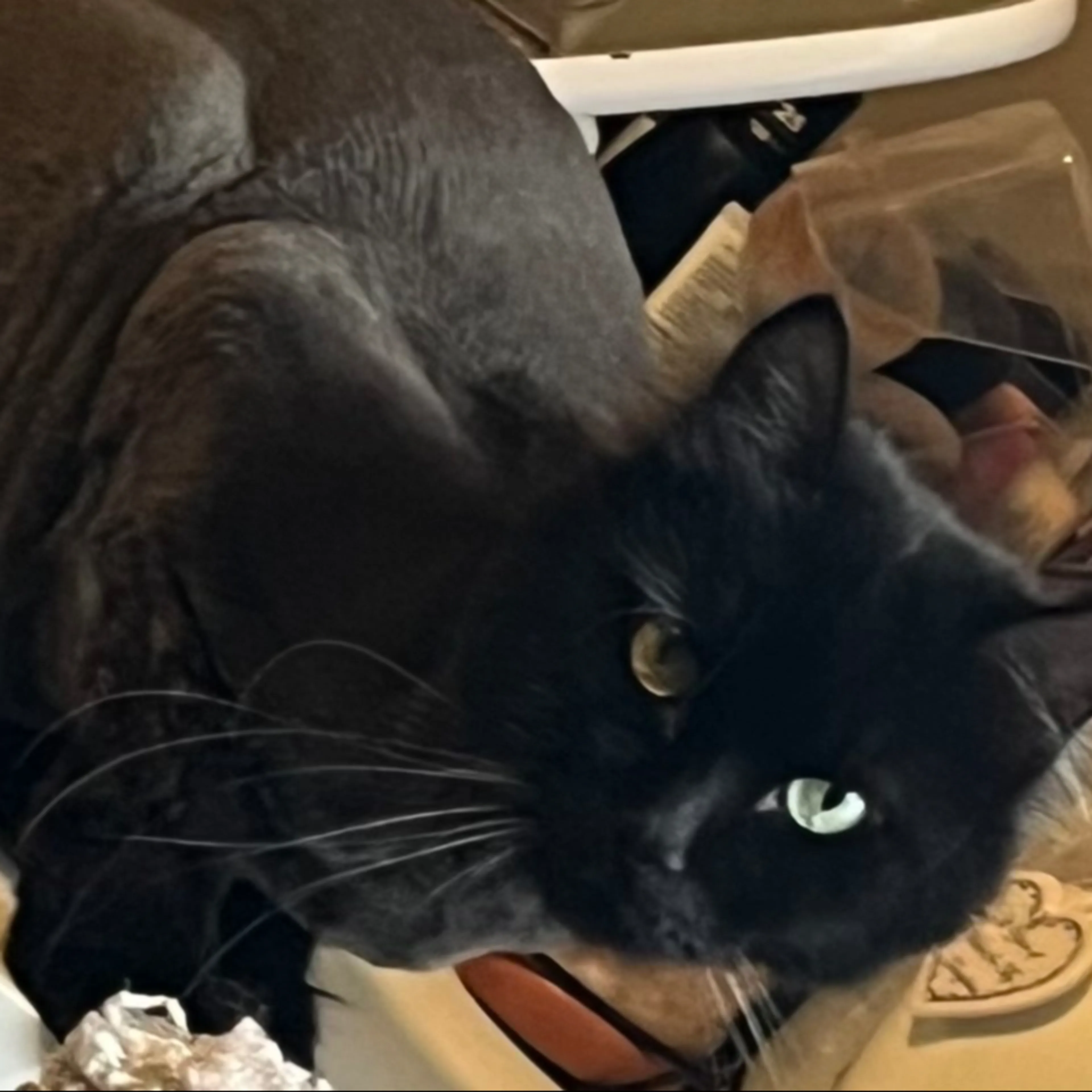 Lost pet-2