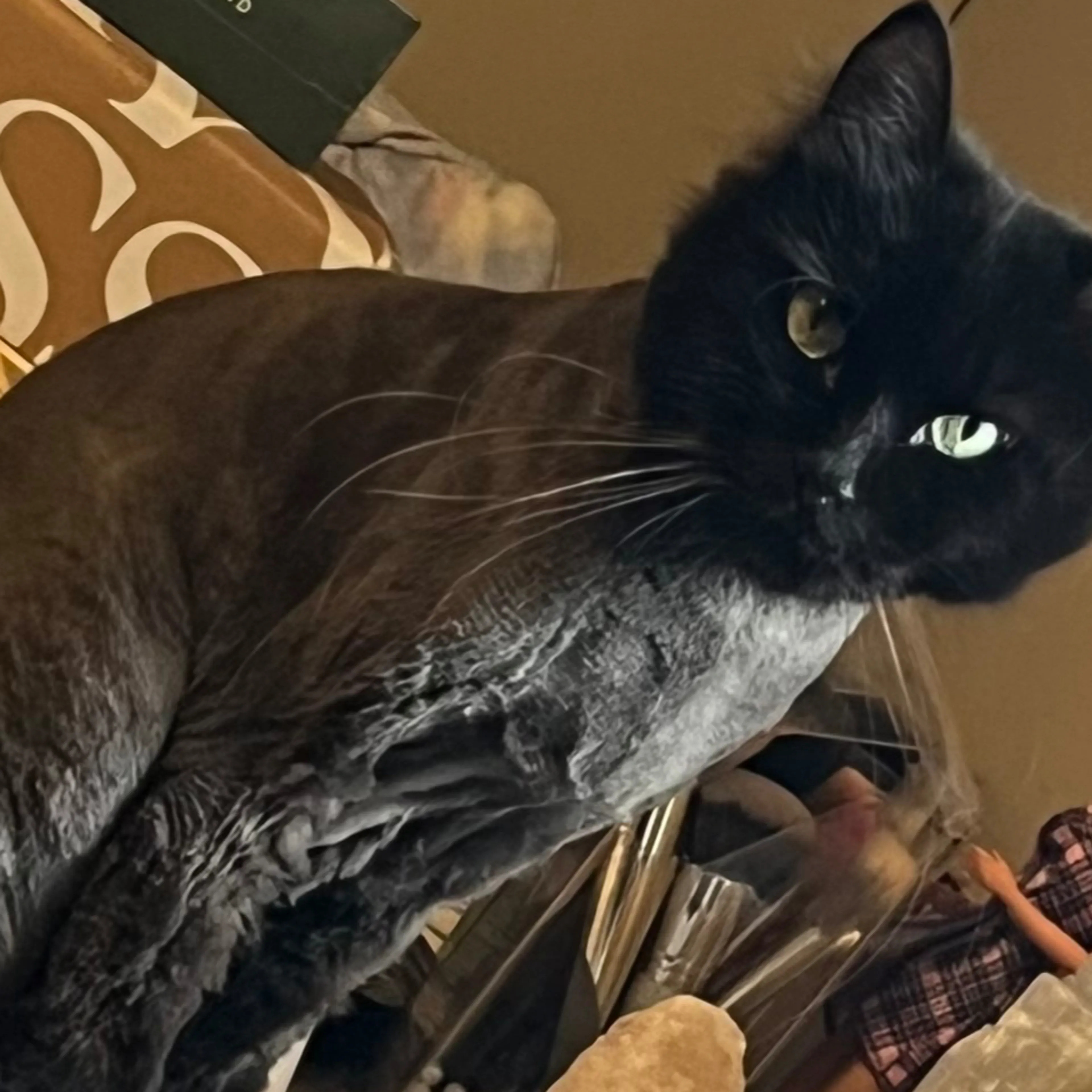 Lost pet-1