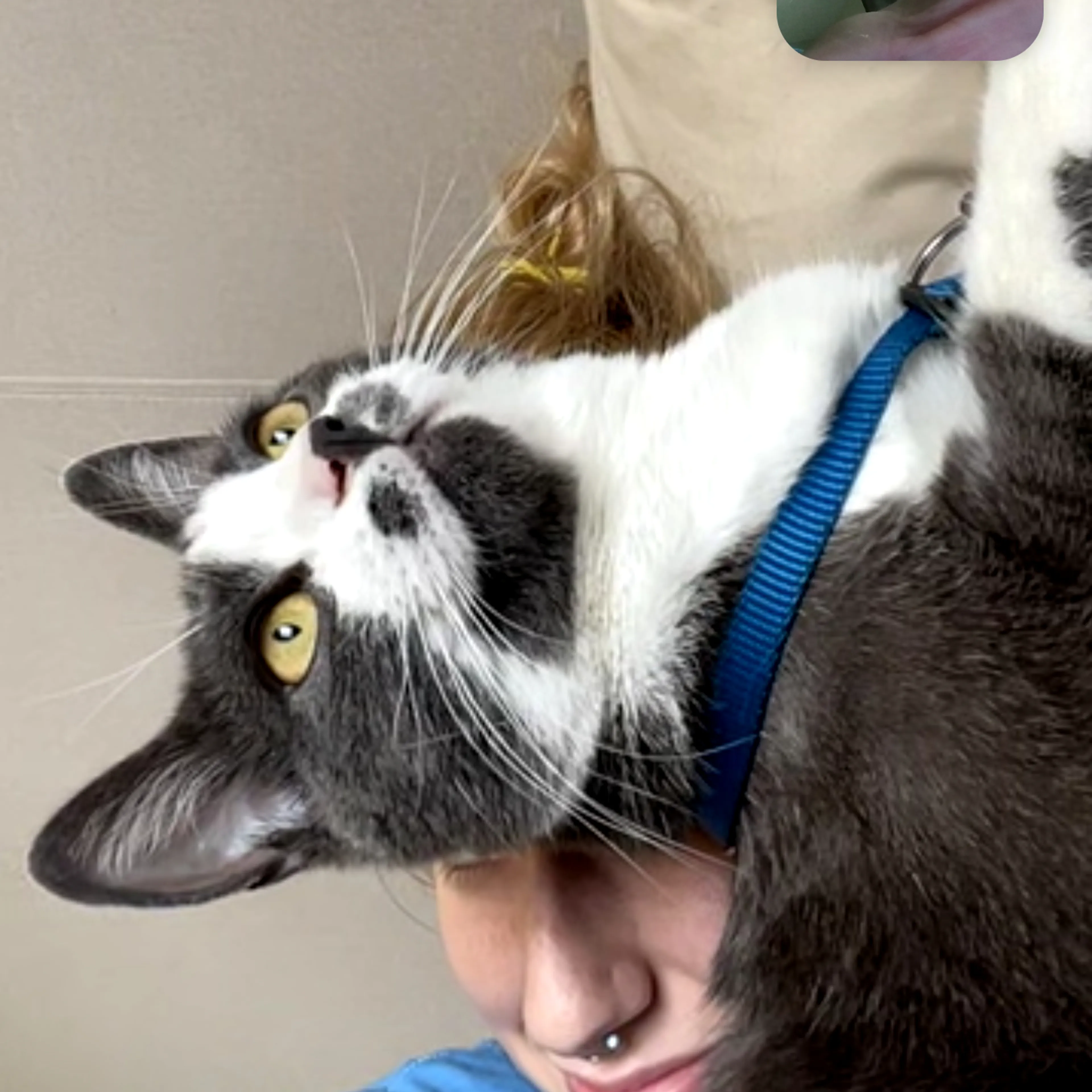 Lost pet-2