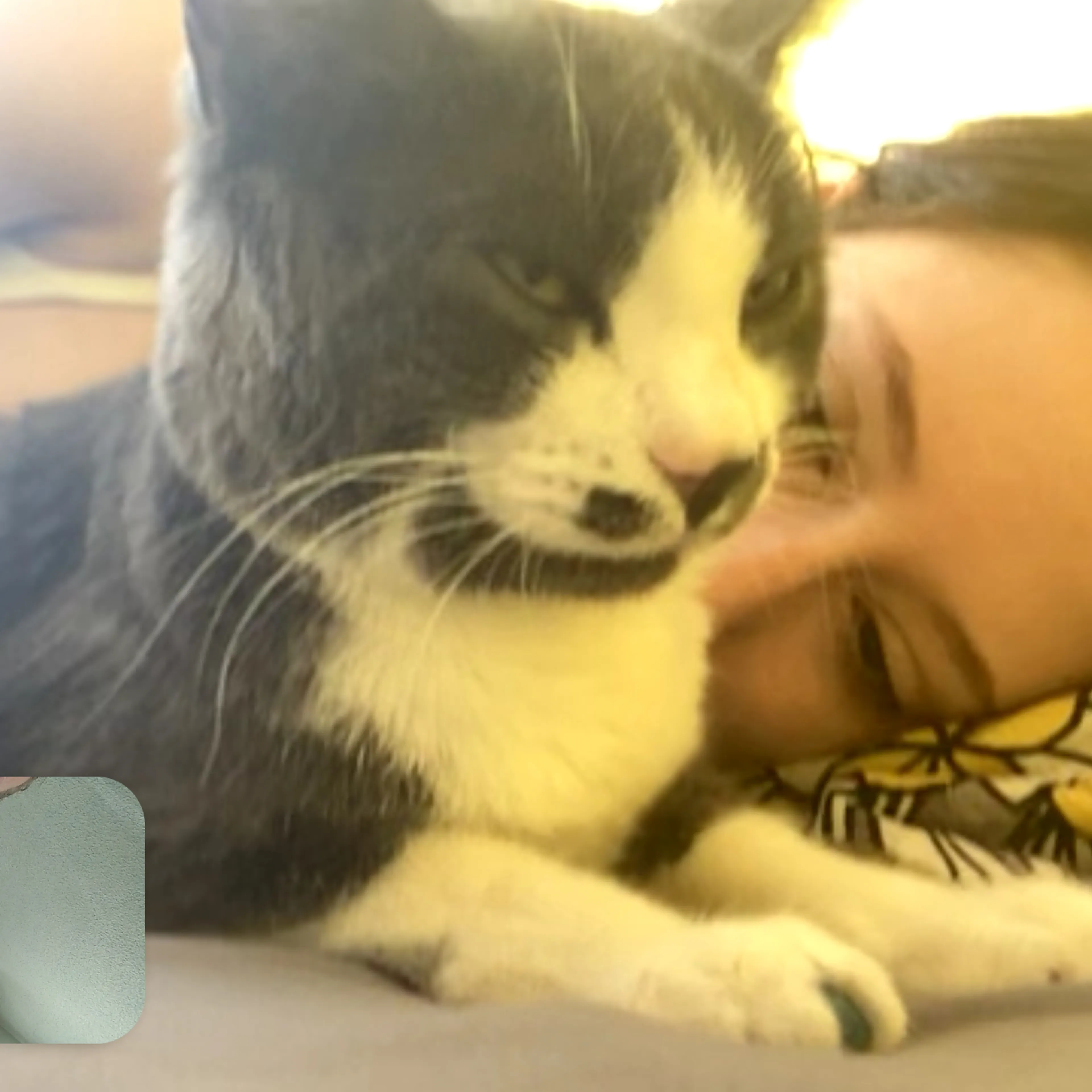 Lost pet-3