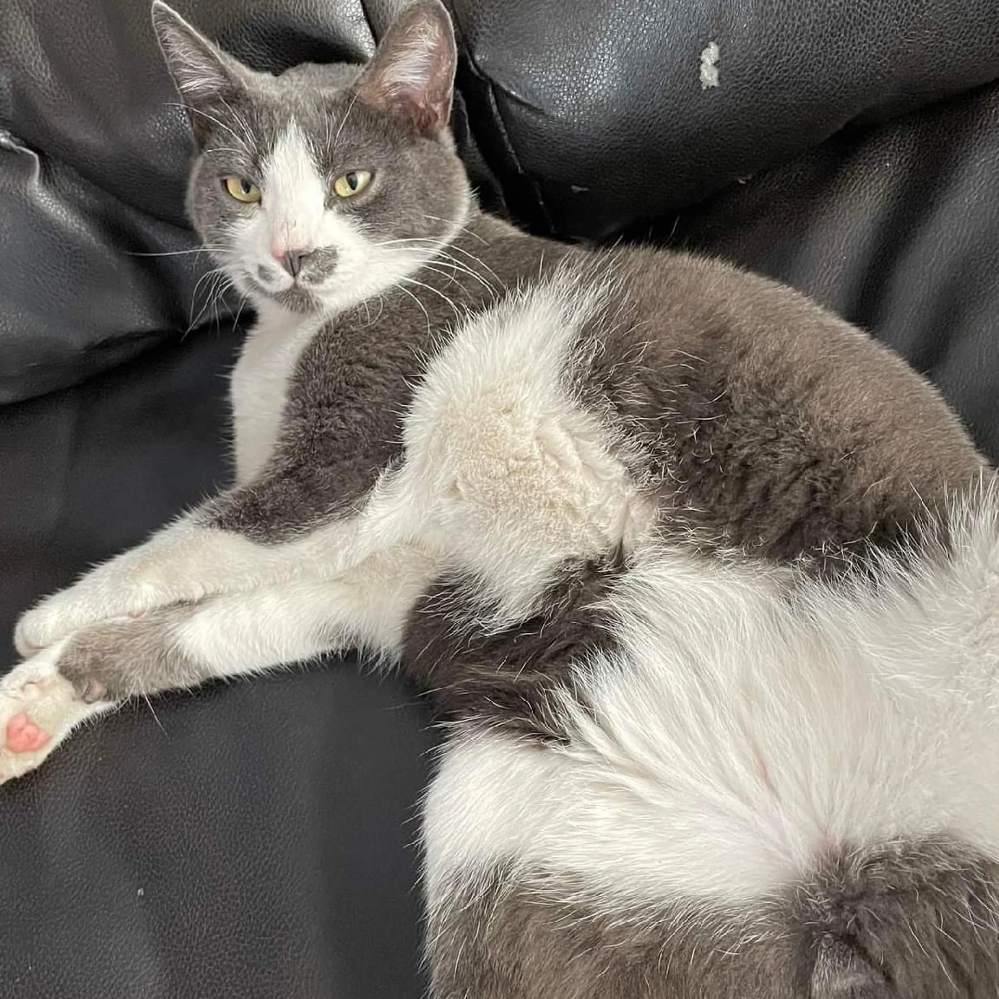 Lost pet-0