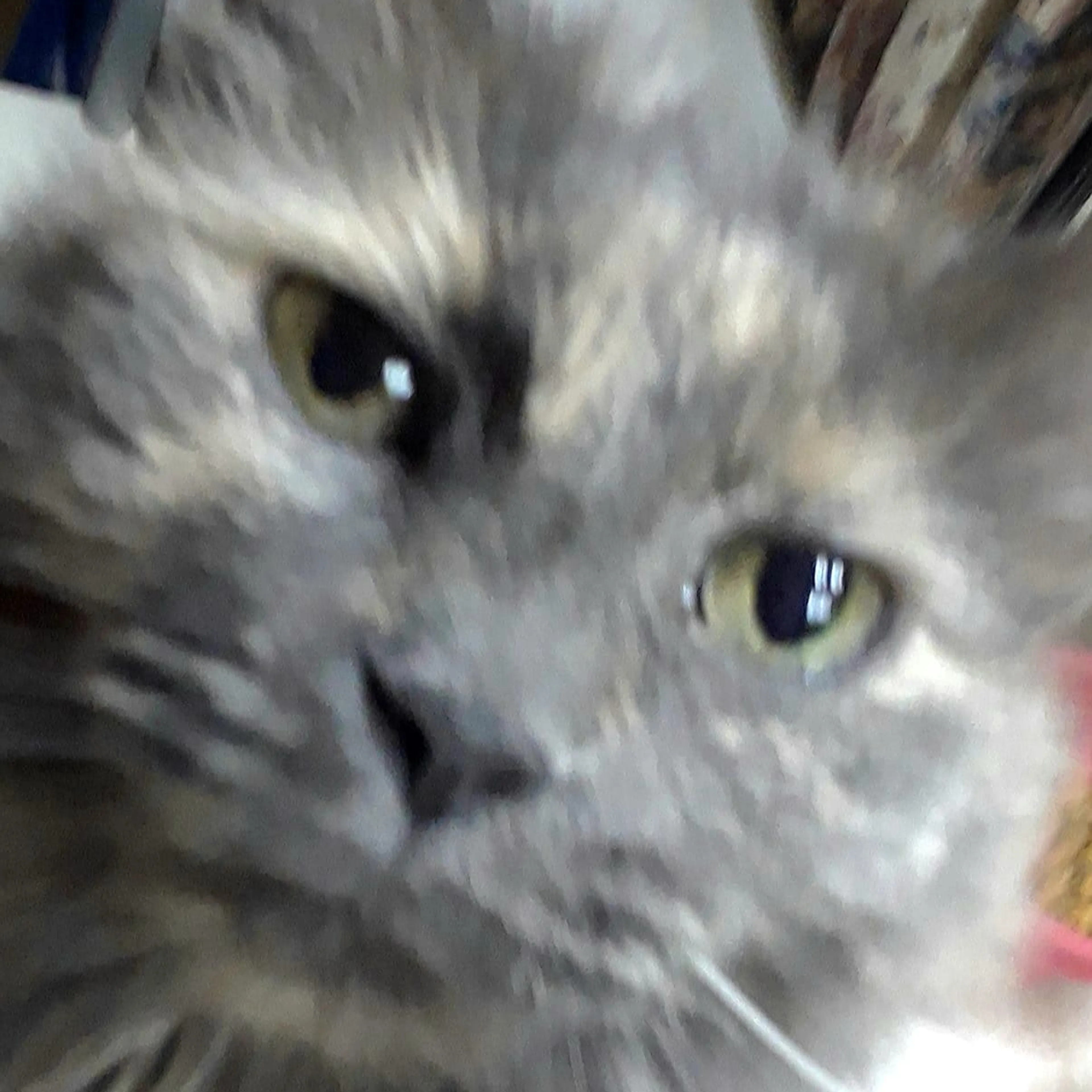Lost pet-2