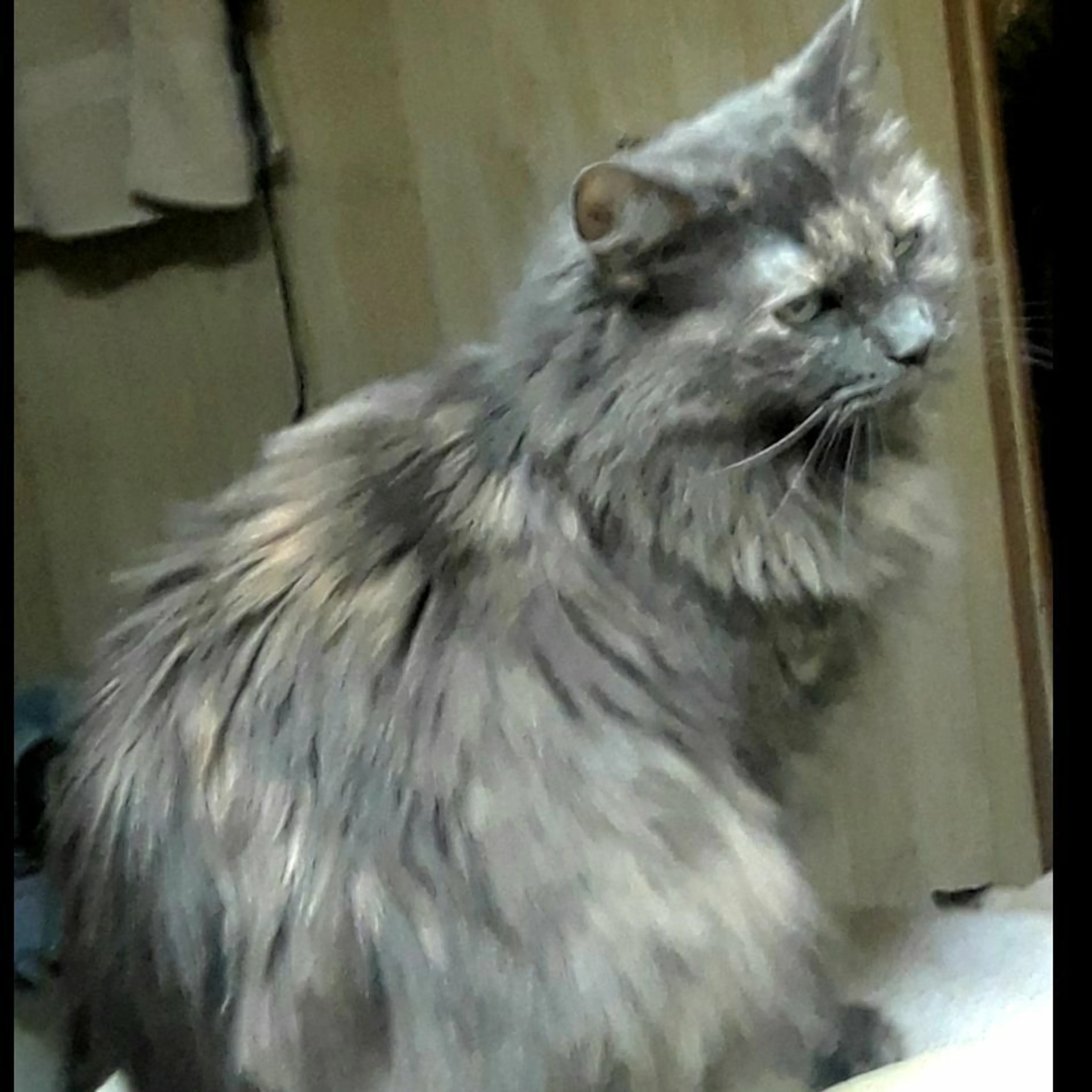 Lost pet-0