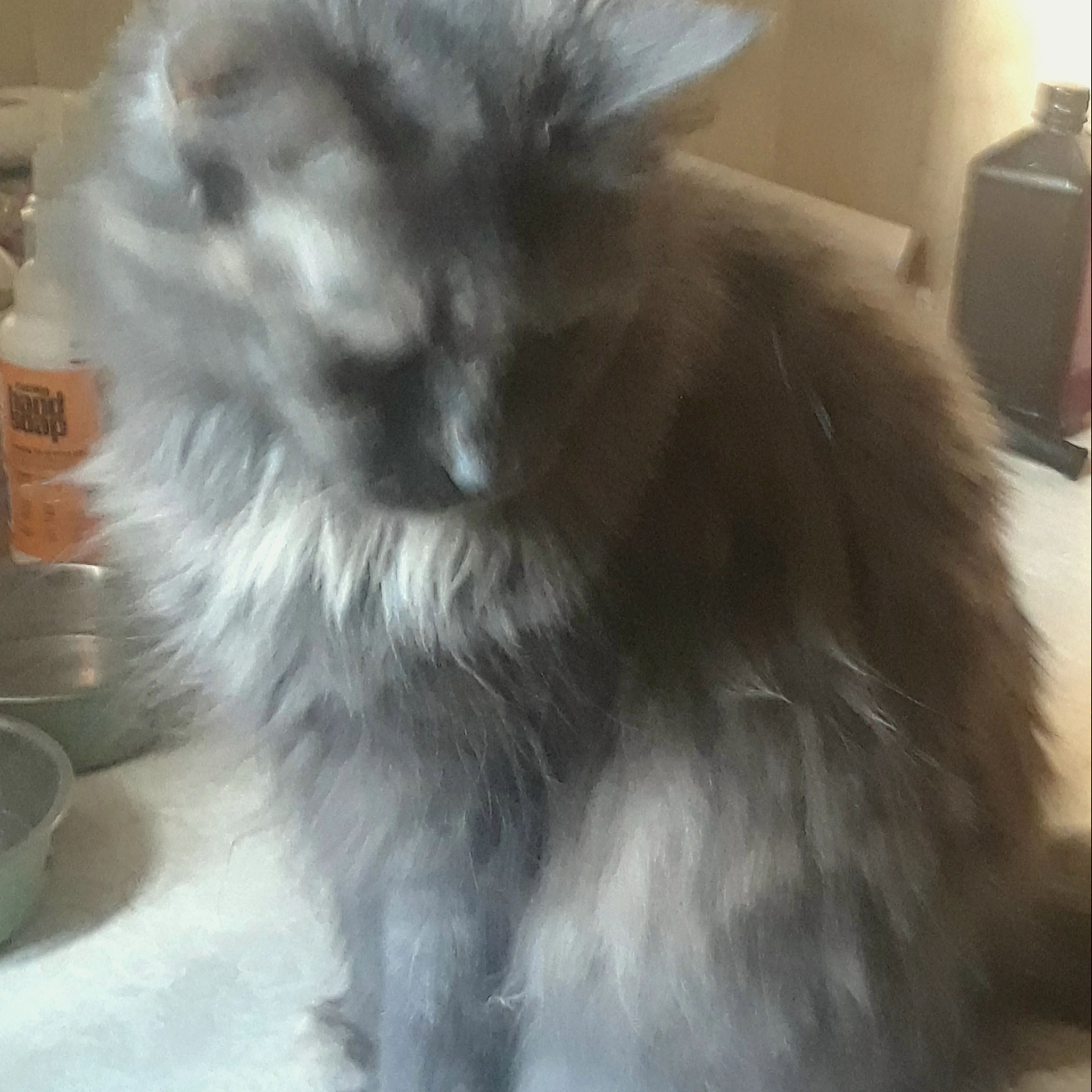 Lost pet-1