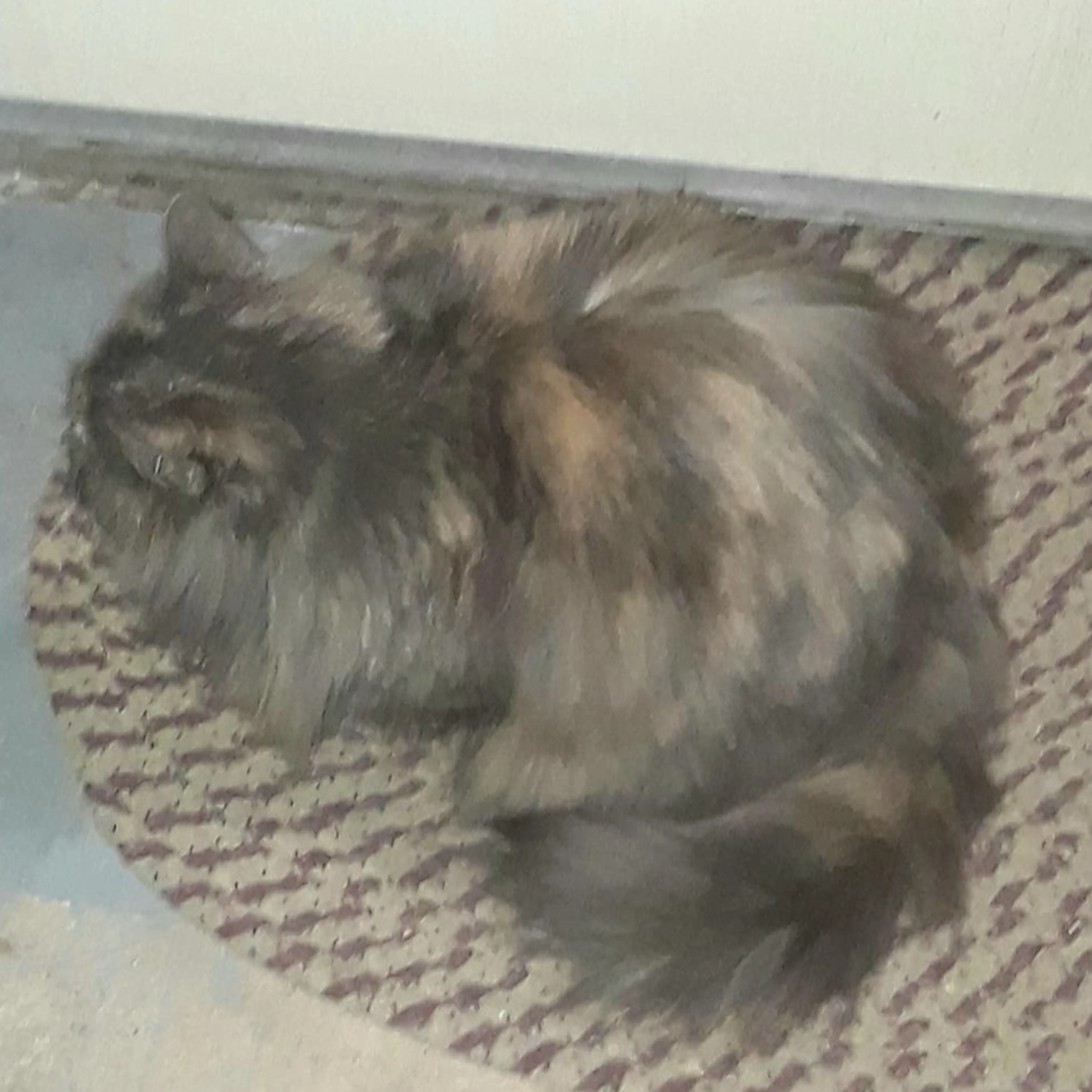 Lost pet-3
