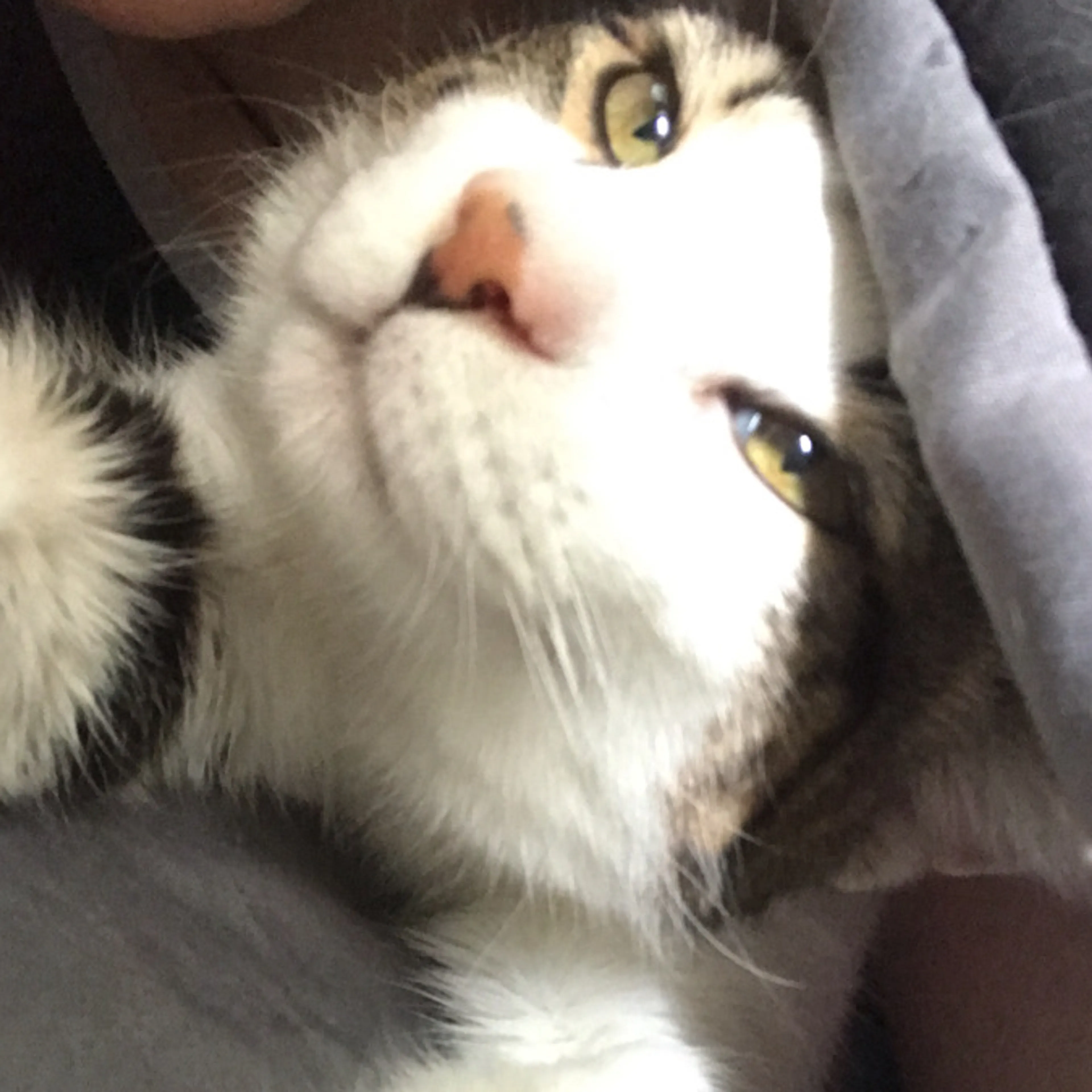 Lost pet-1