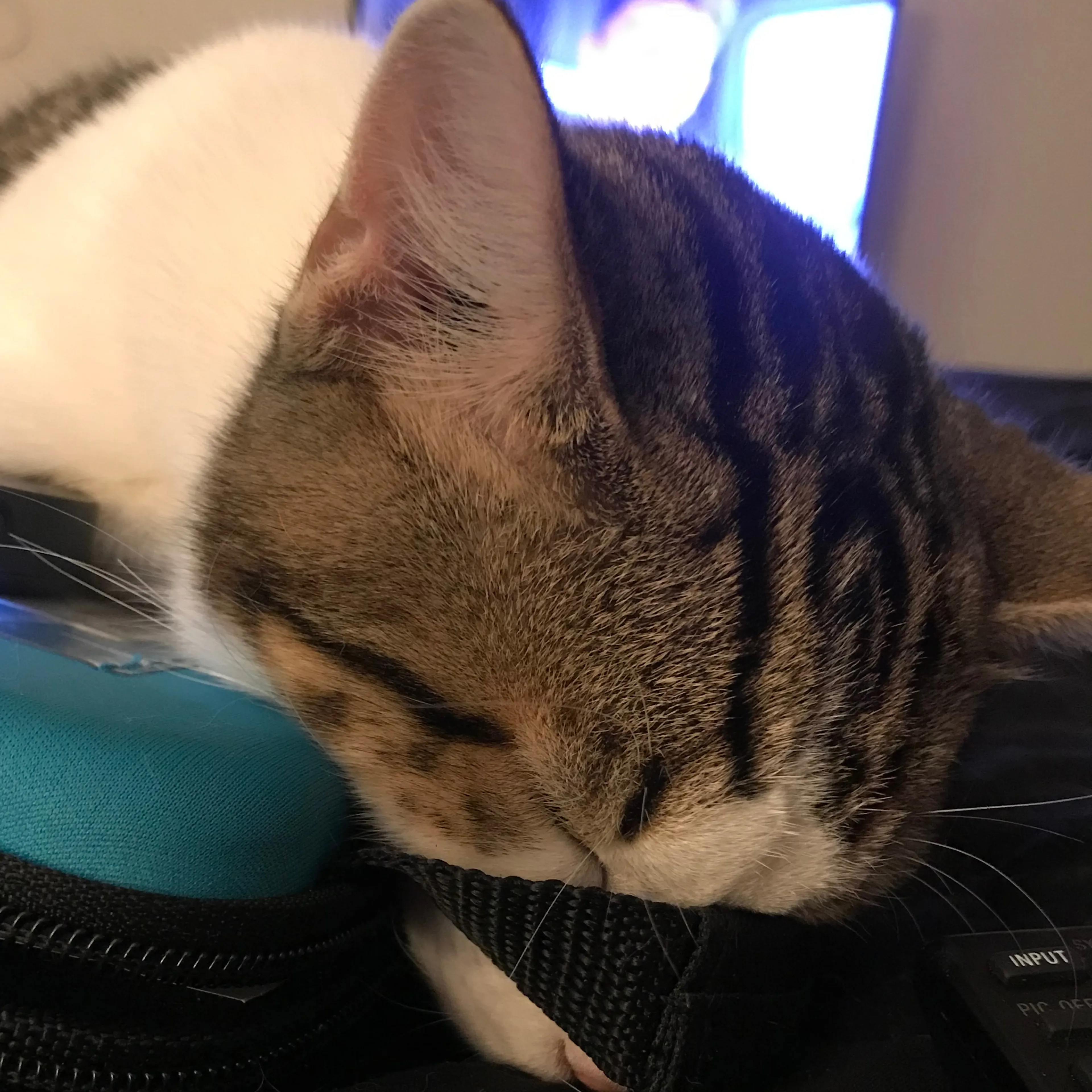 Lost pet-3