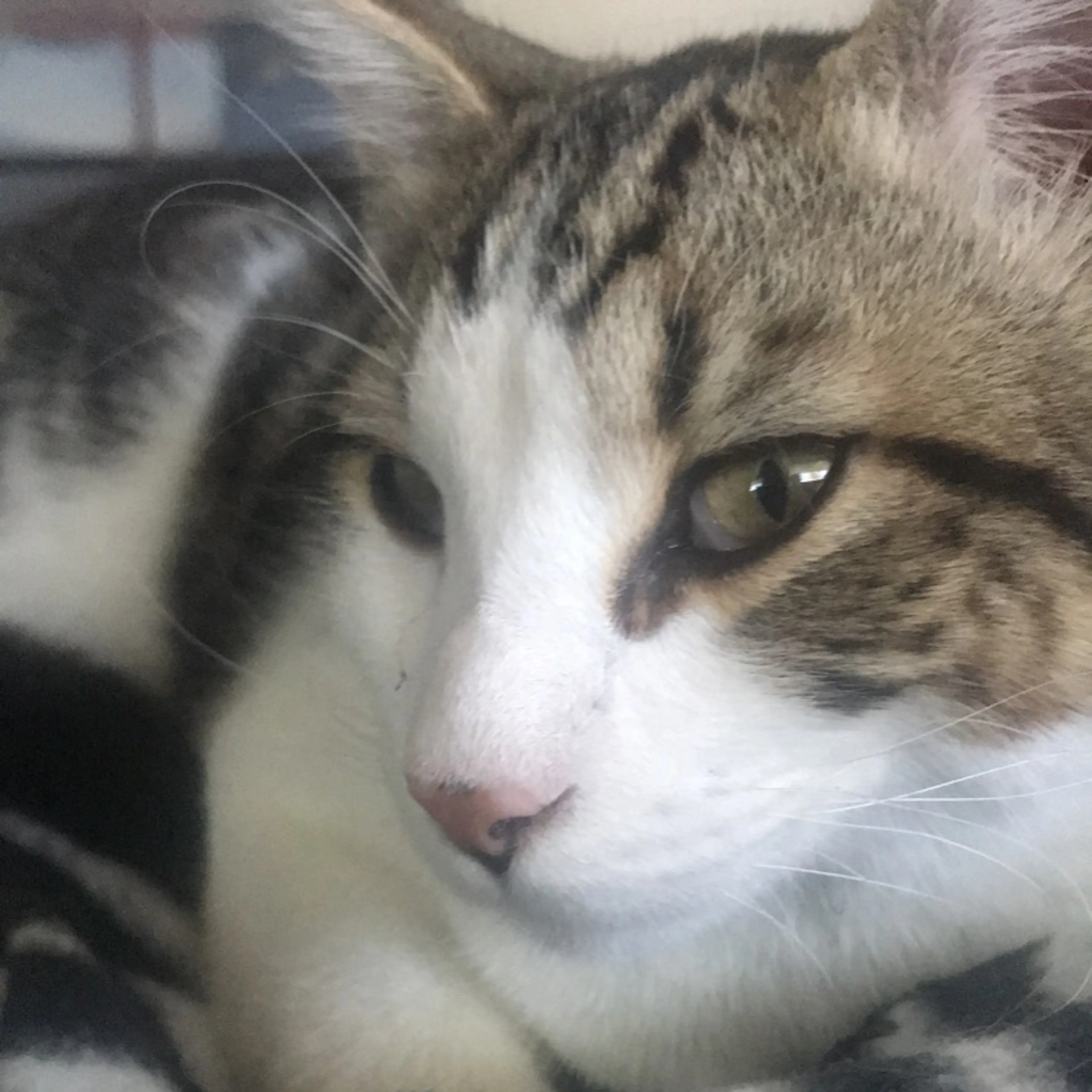Lost pet-2