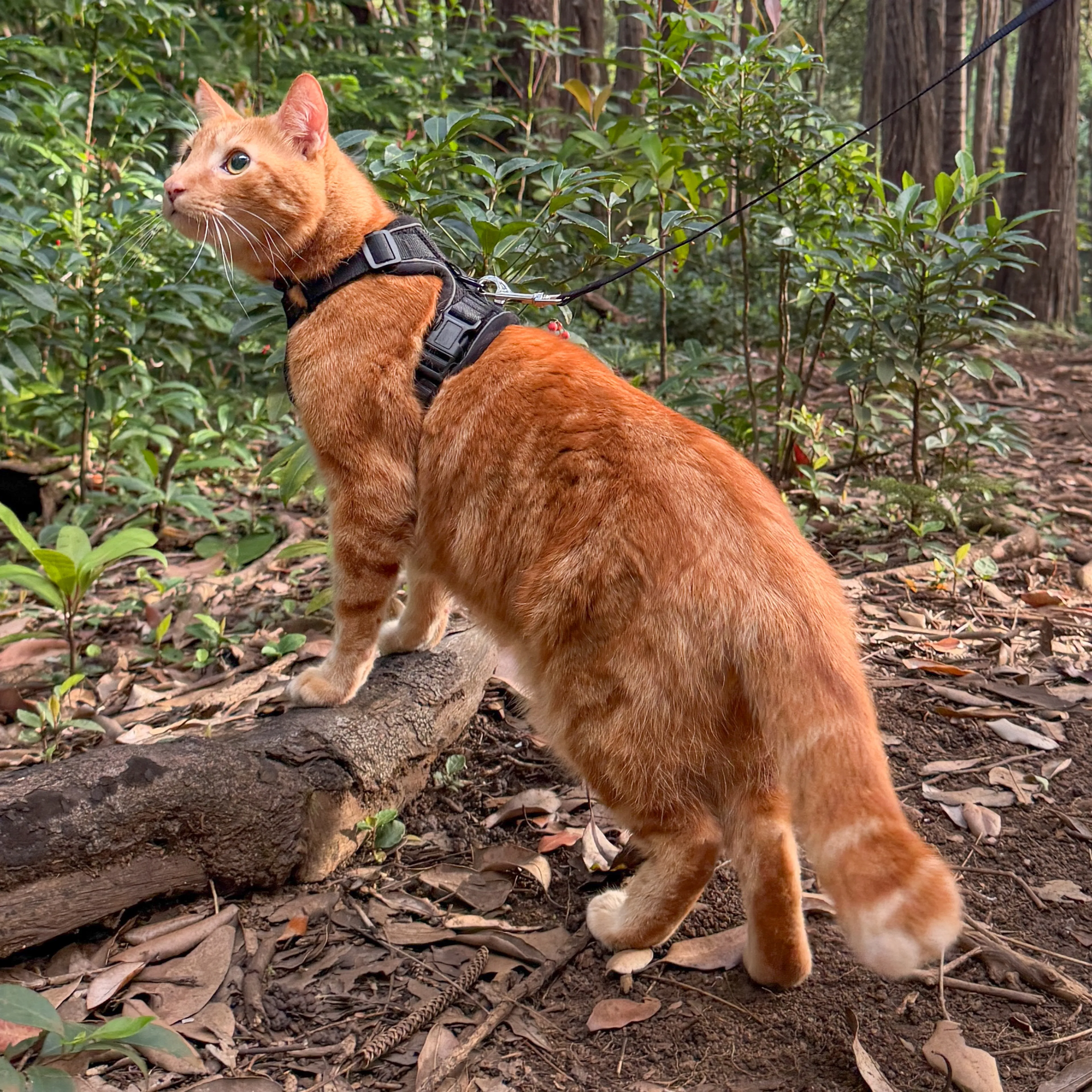 Lost pet-3