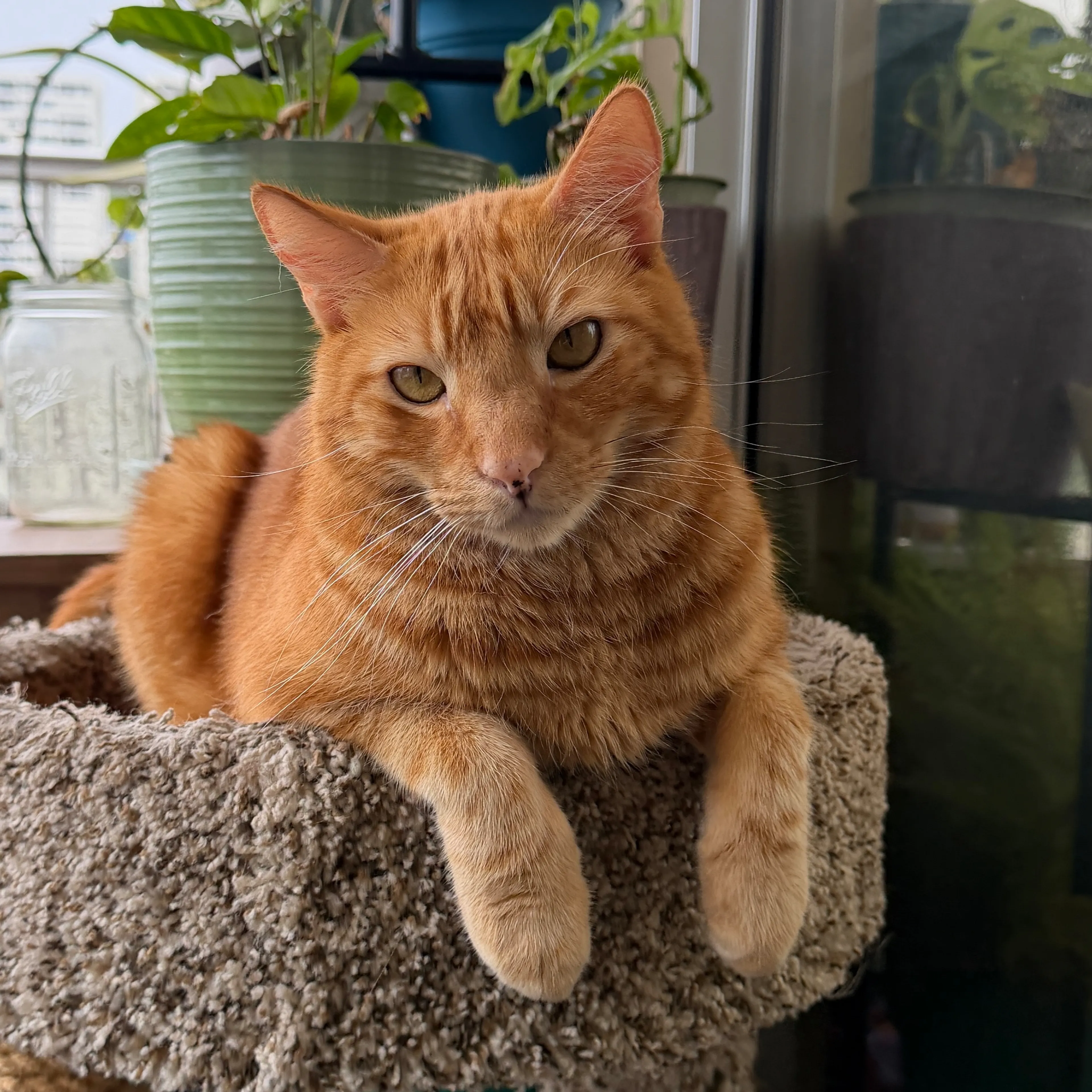 Lost pet-2
