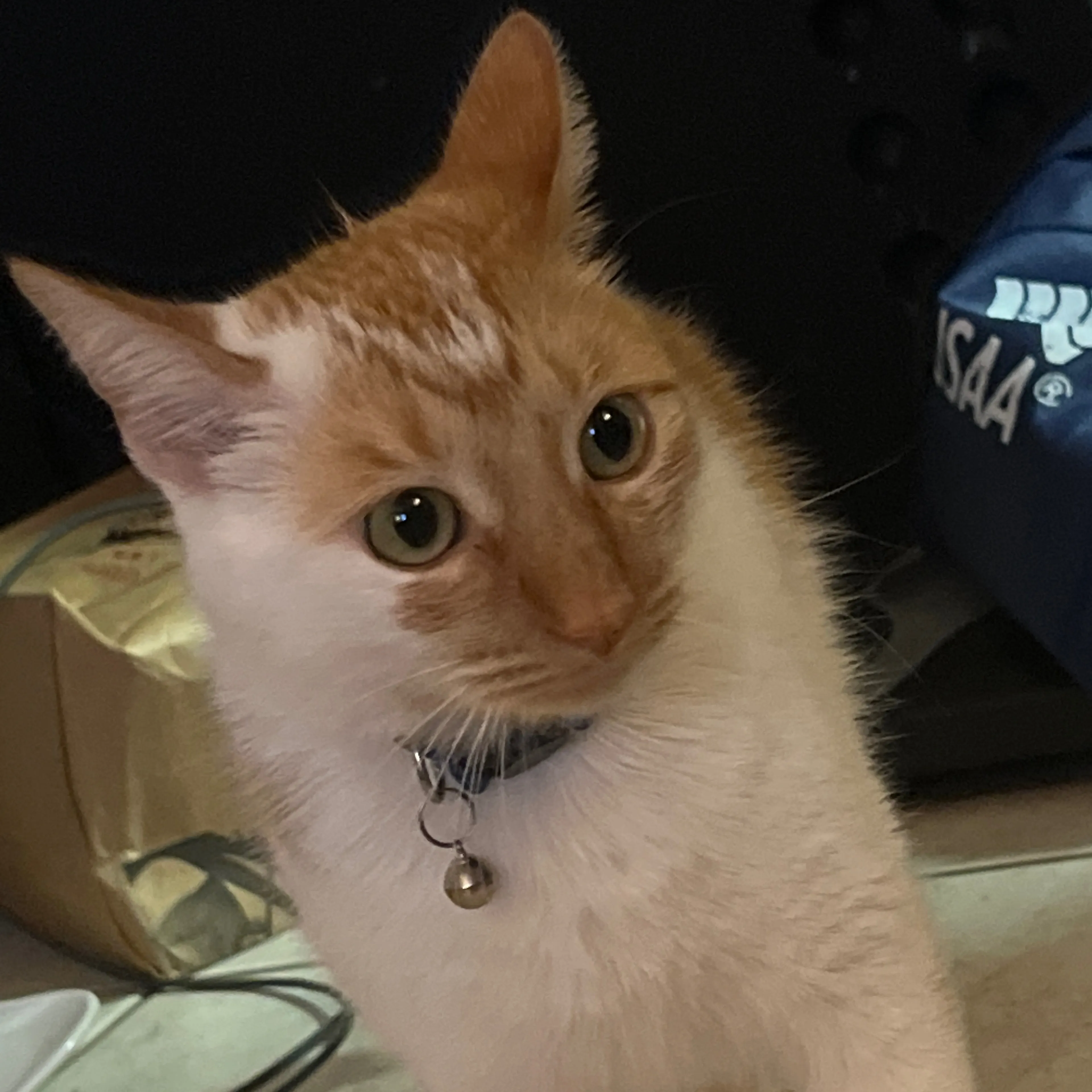 Lost pet-0