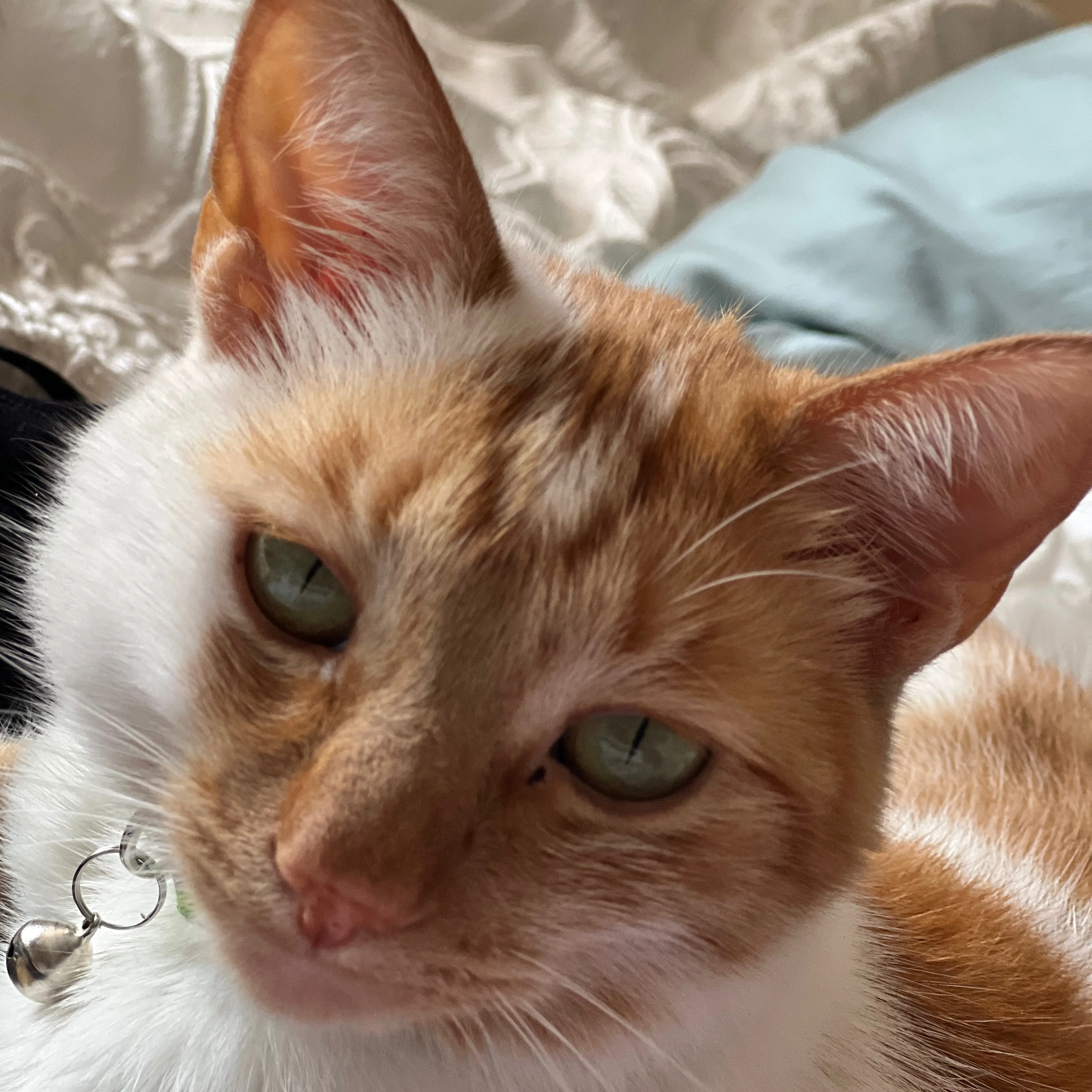 Lost pet-2
