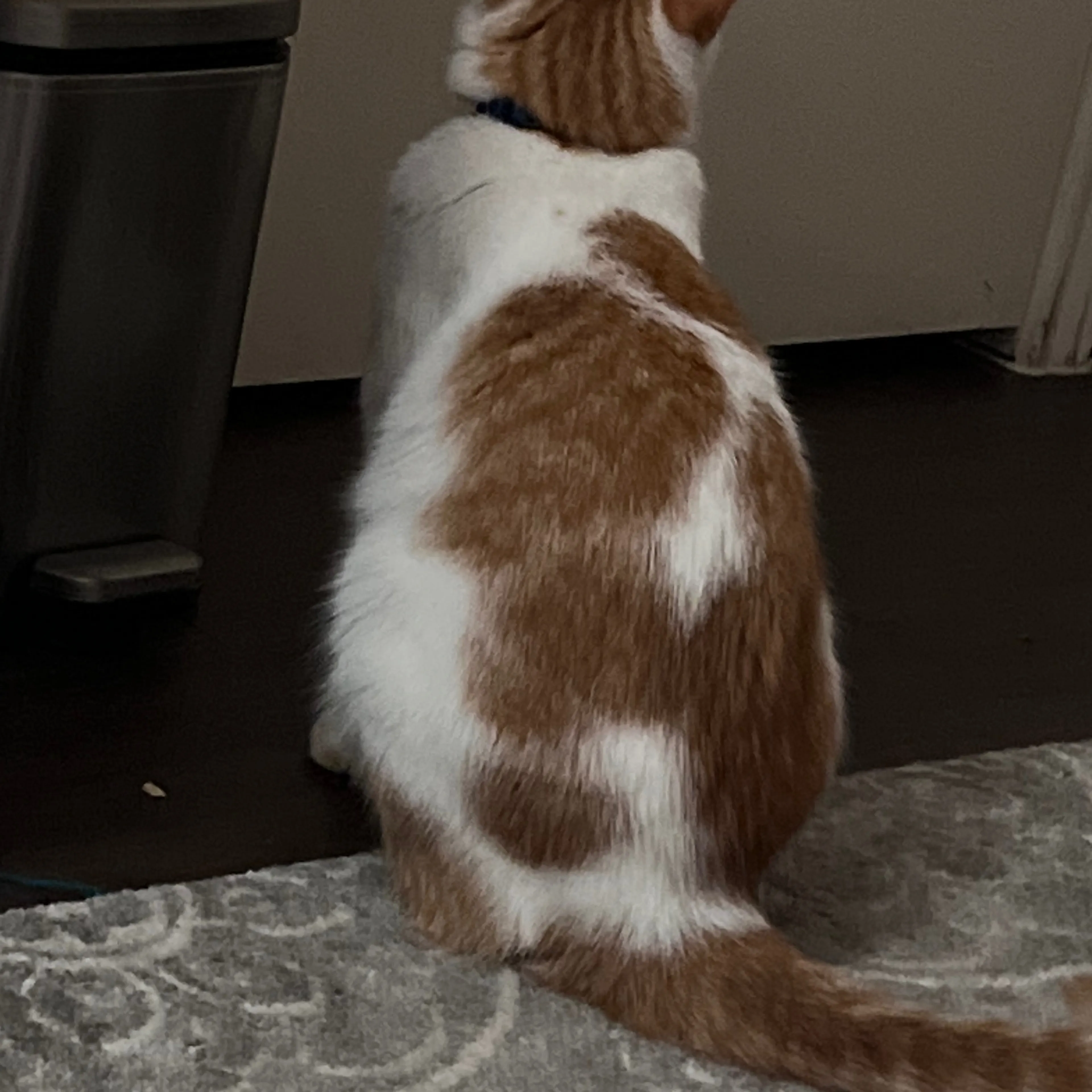 Lost pet-1