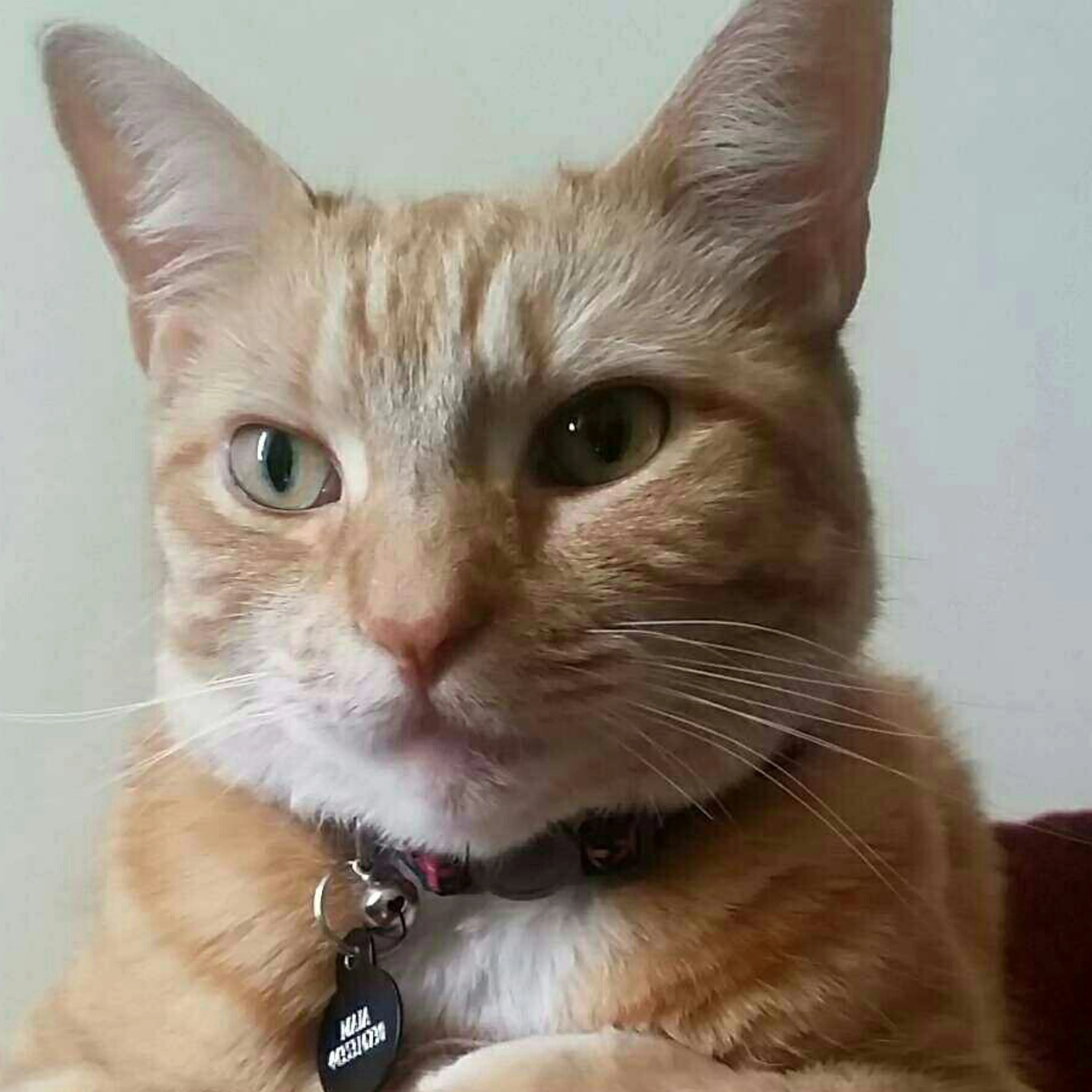 Lost pet-2