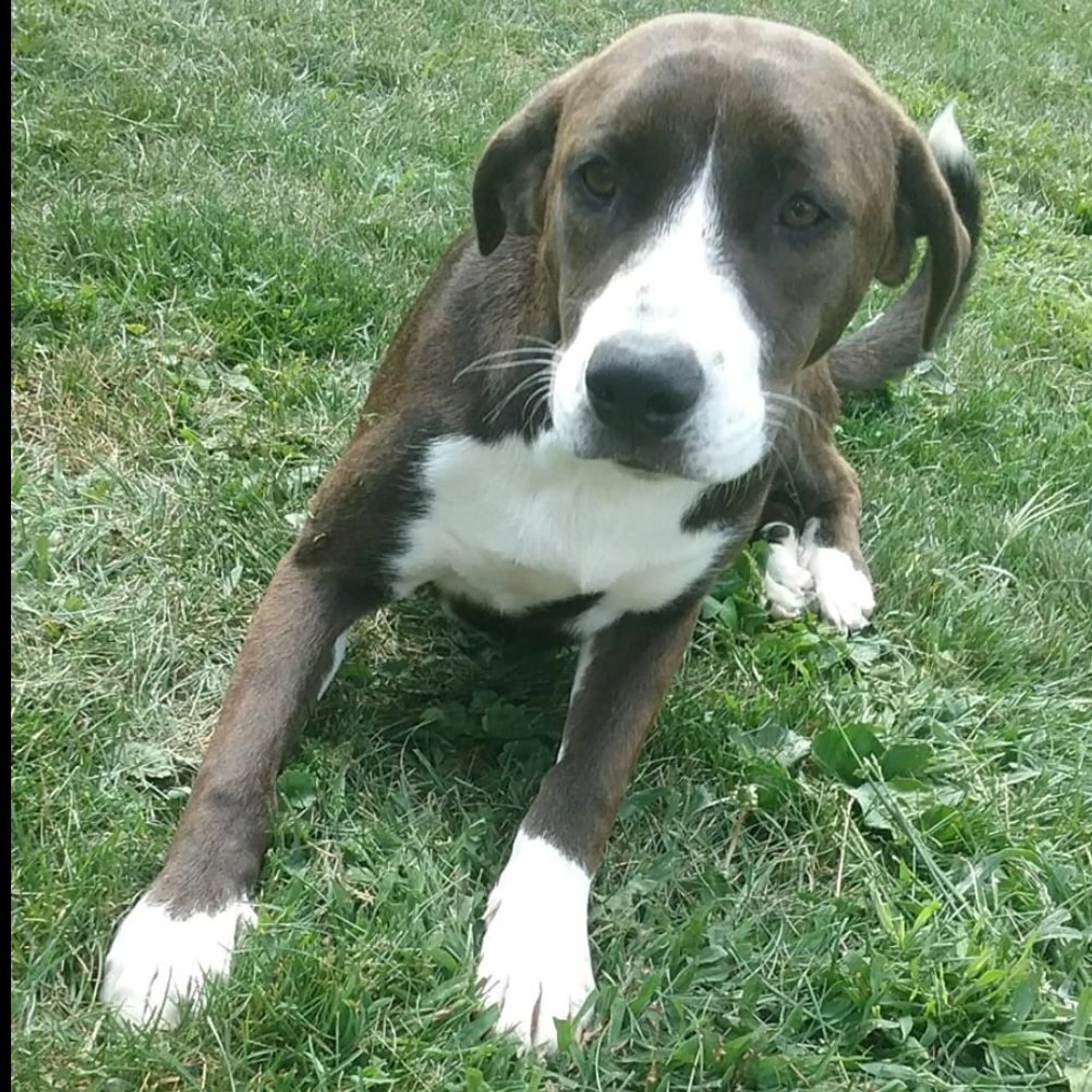 Lost pet