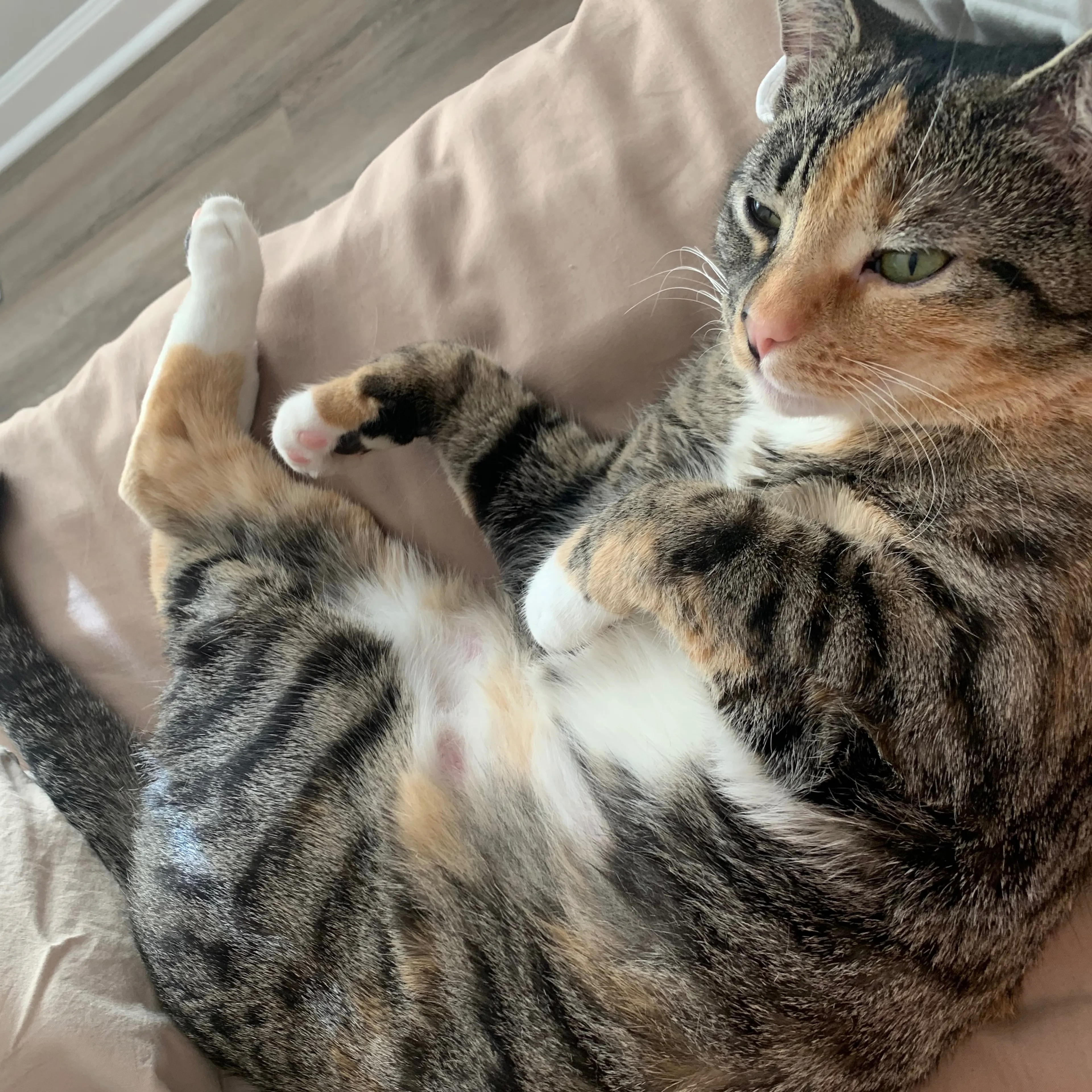 Lost pet-3