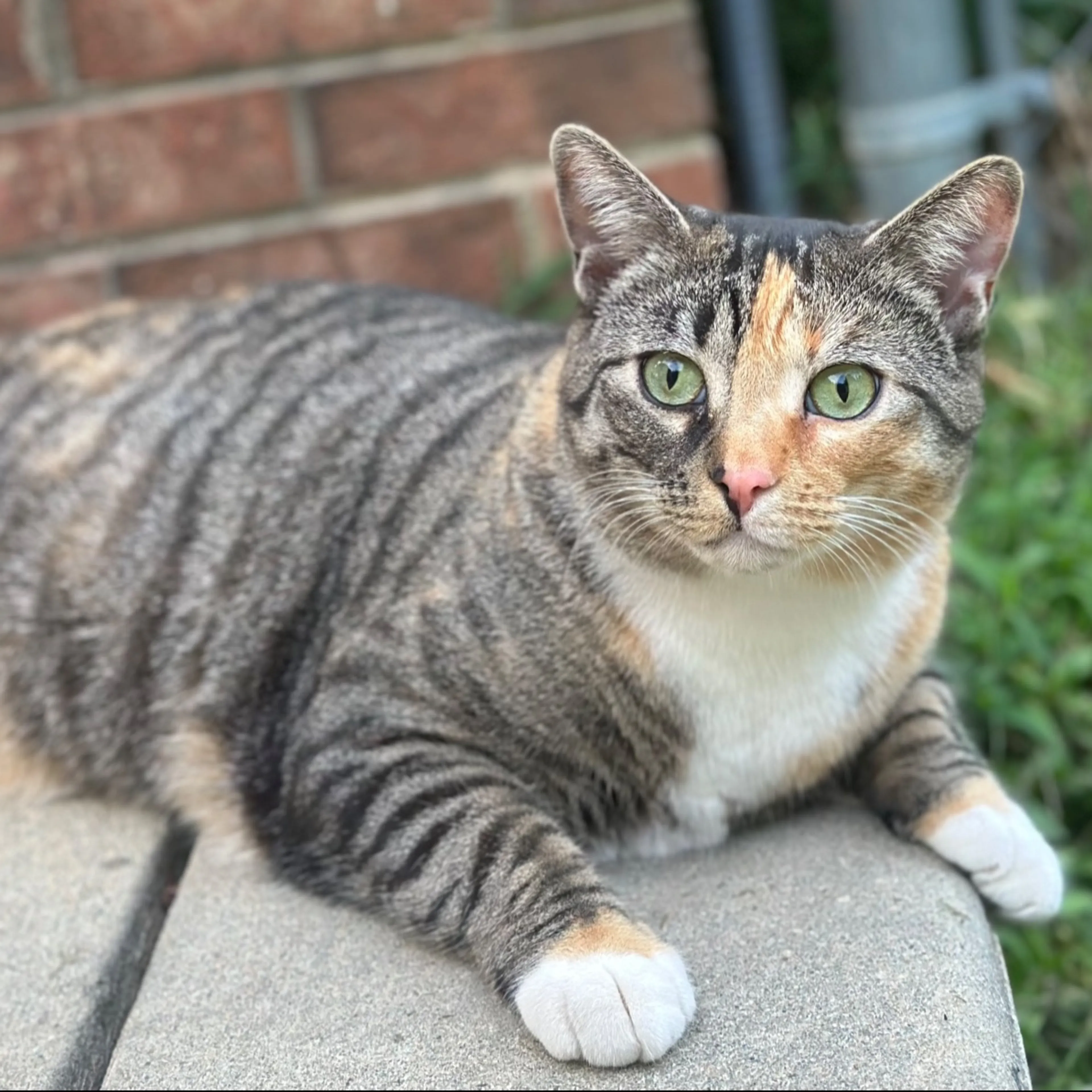 Lost pet-0
