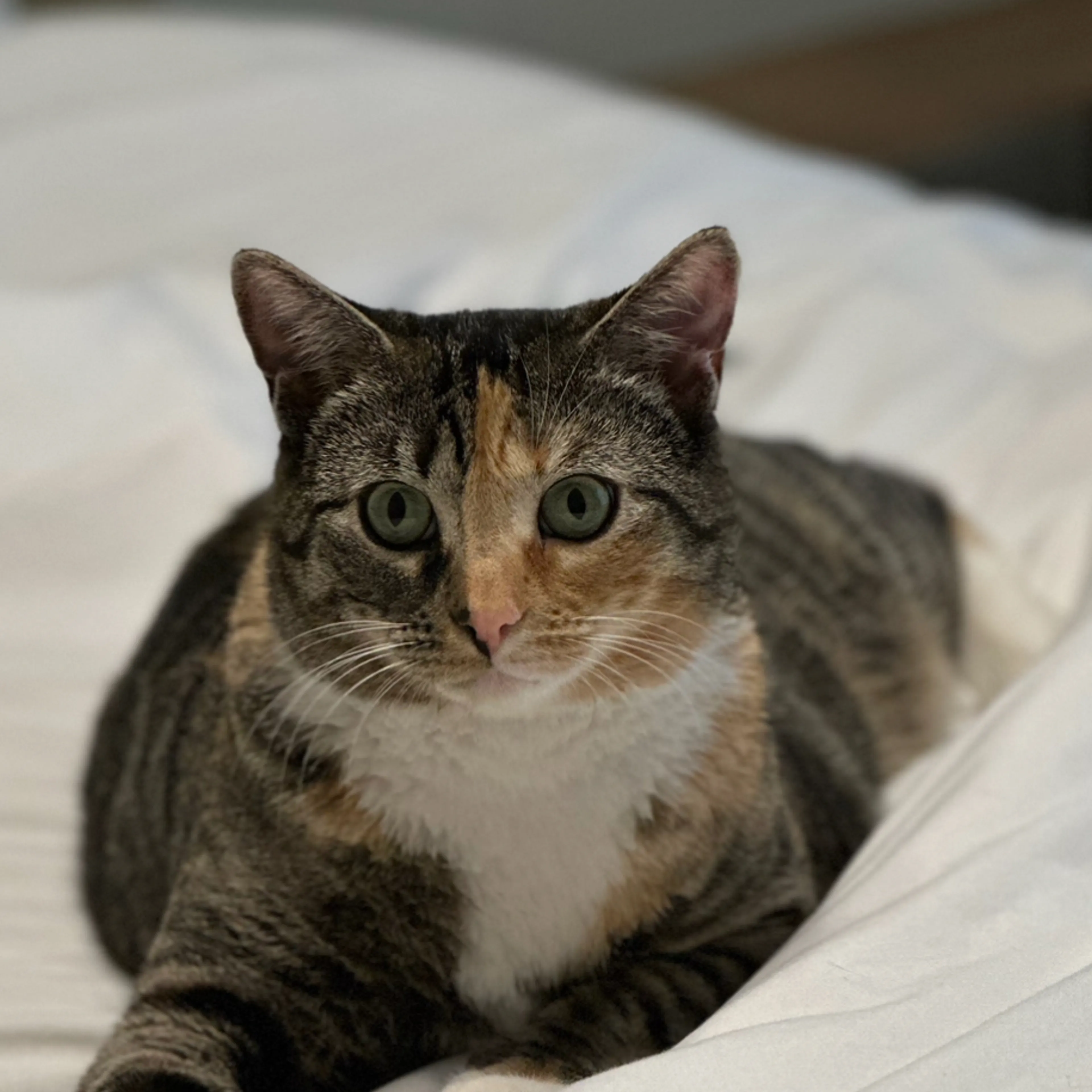 Lost pet-2