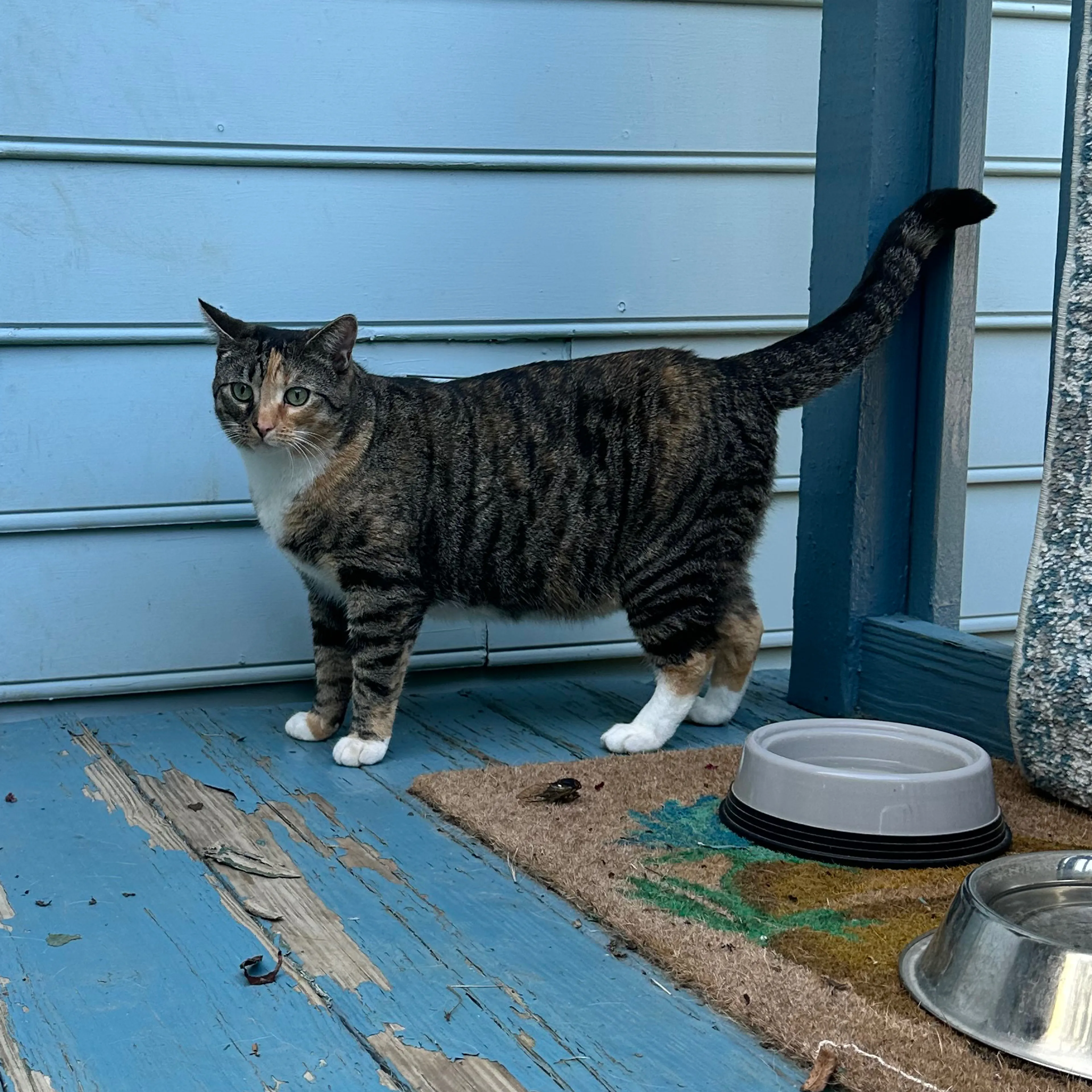 Lost pet-1