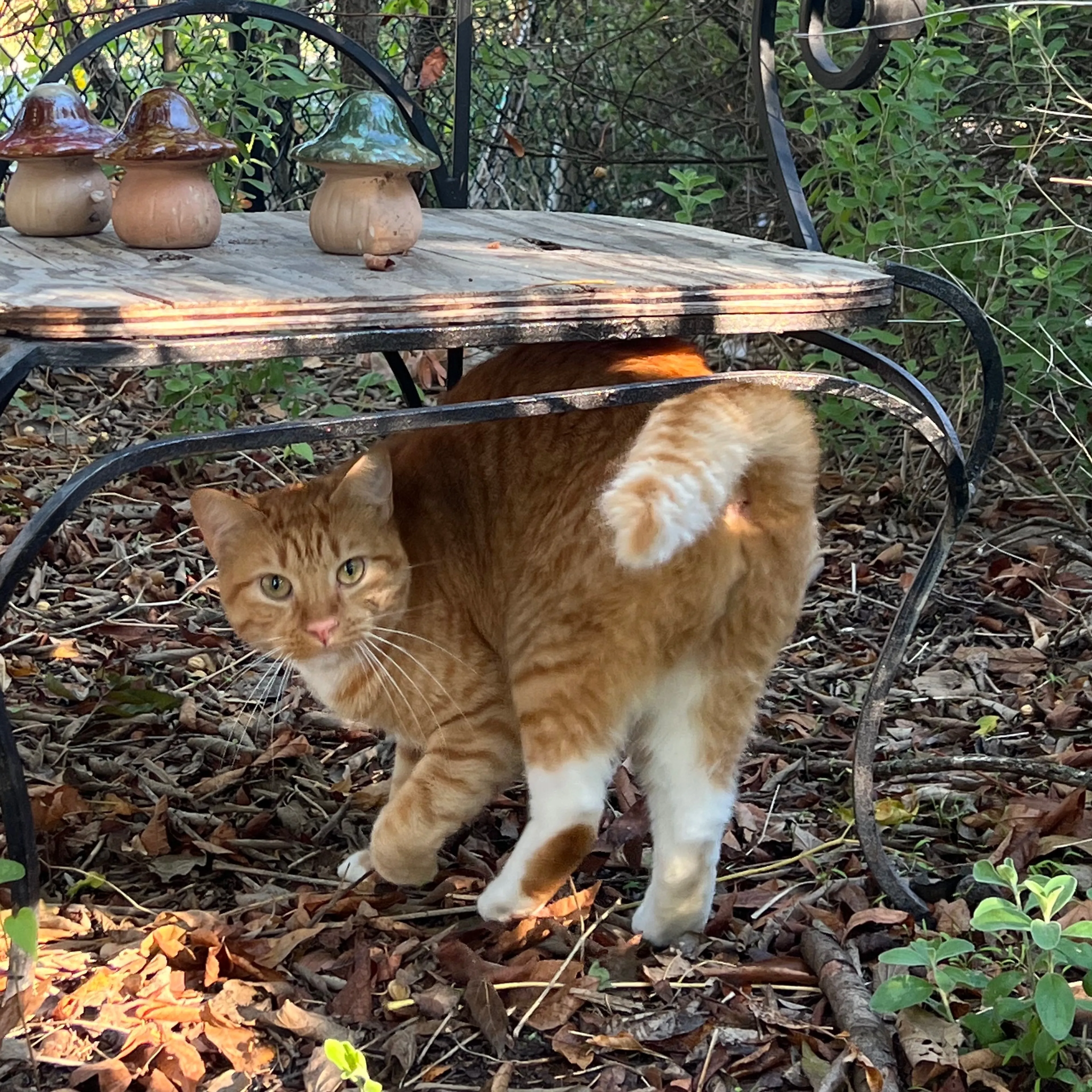 Lost pet-0