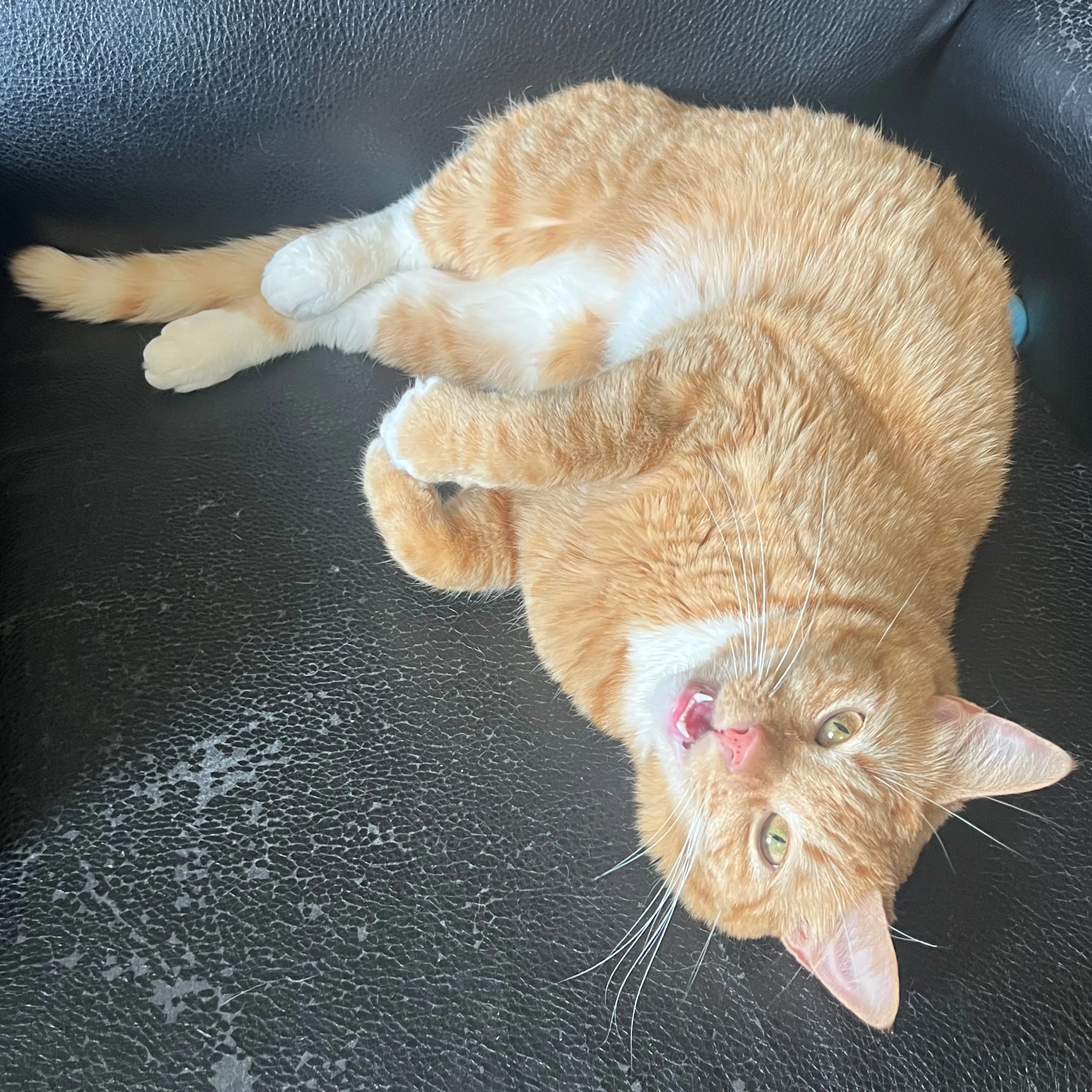 Lost pet-2