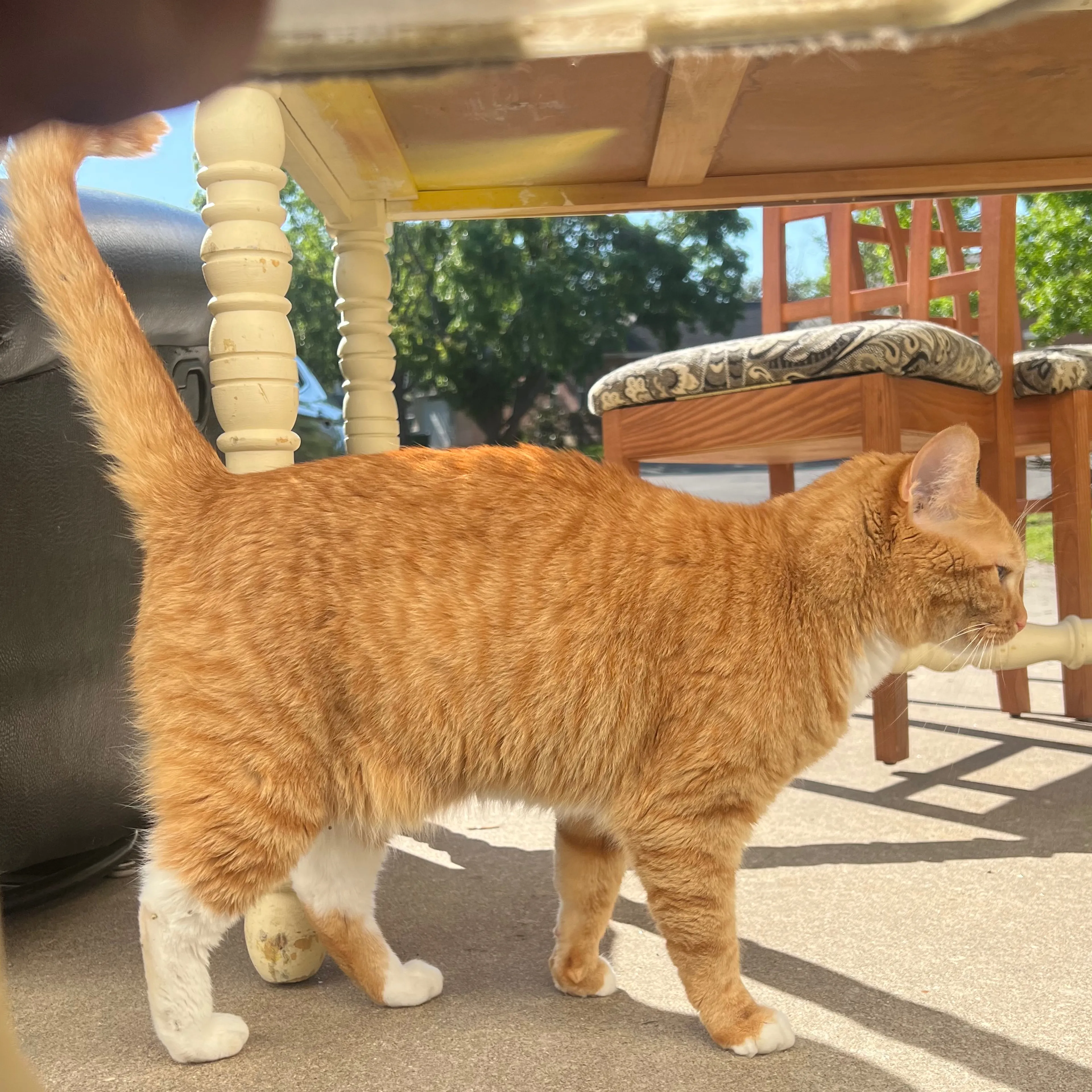 Lost pet-1