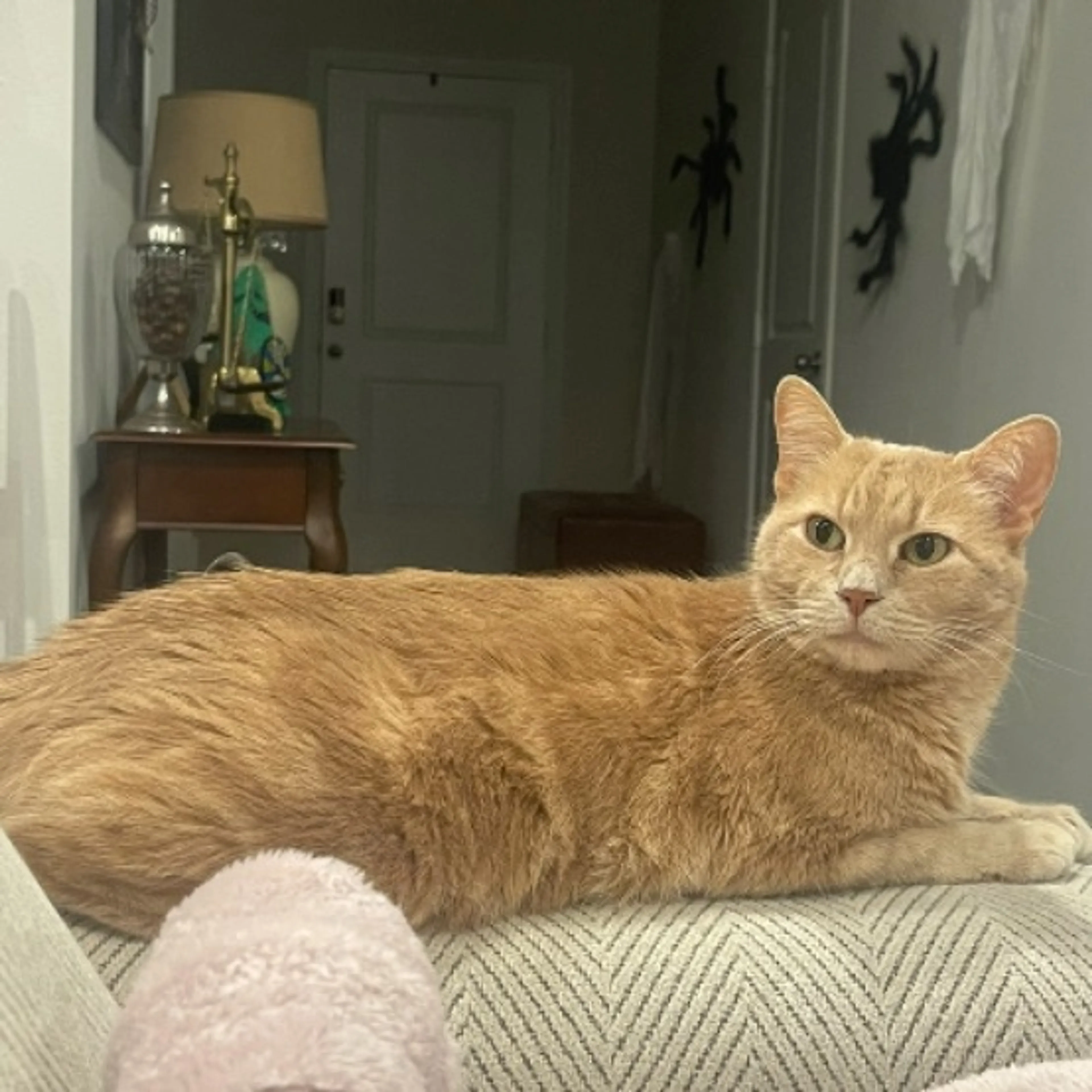 cdn image