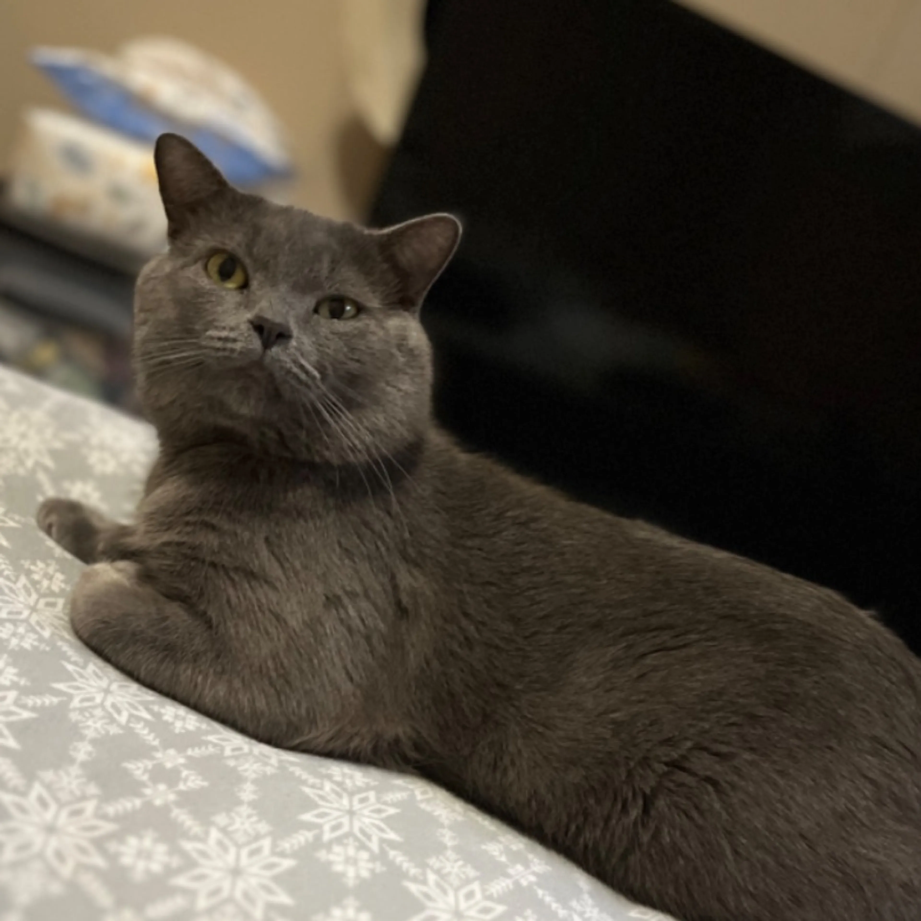 Lost pet