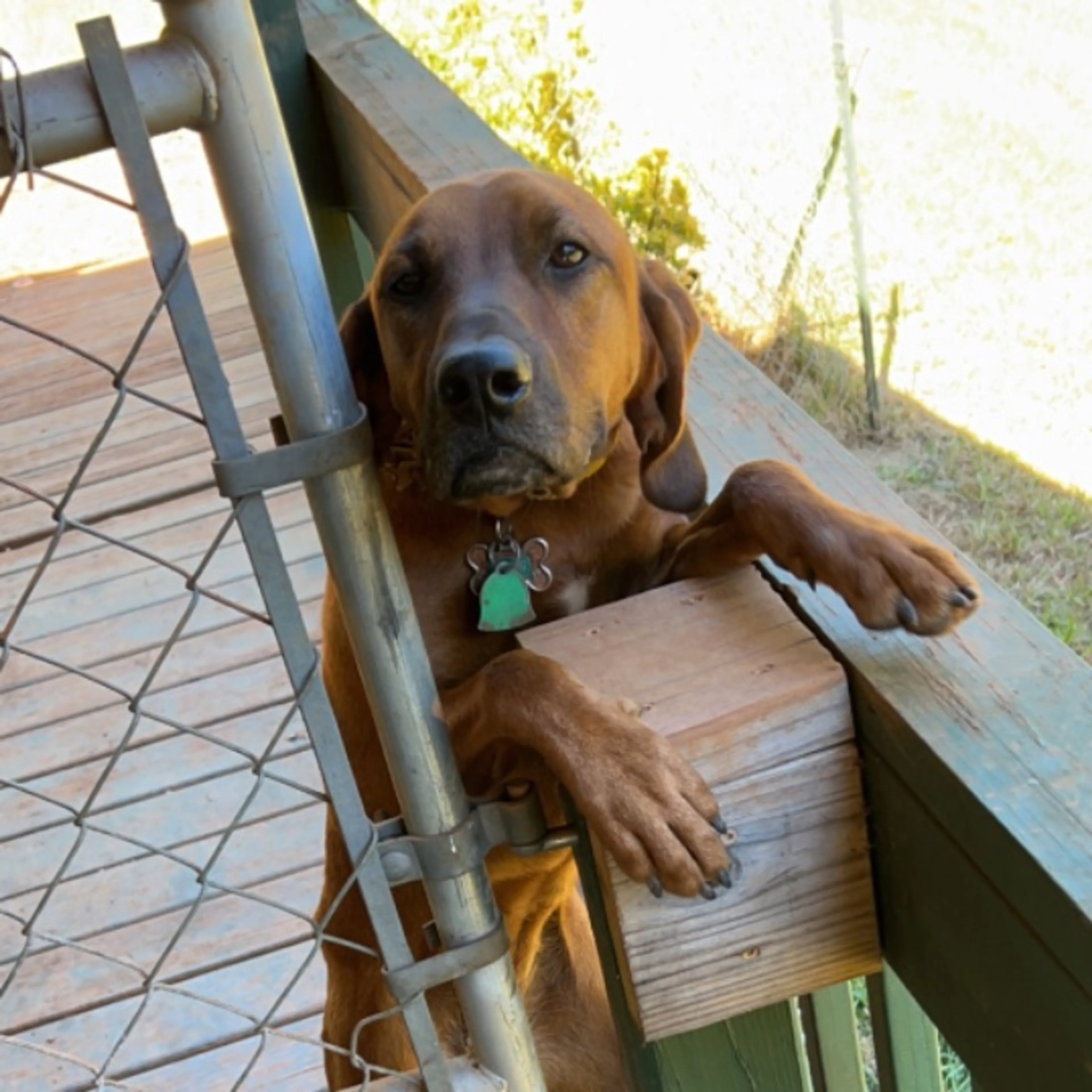 Lost pet