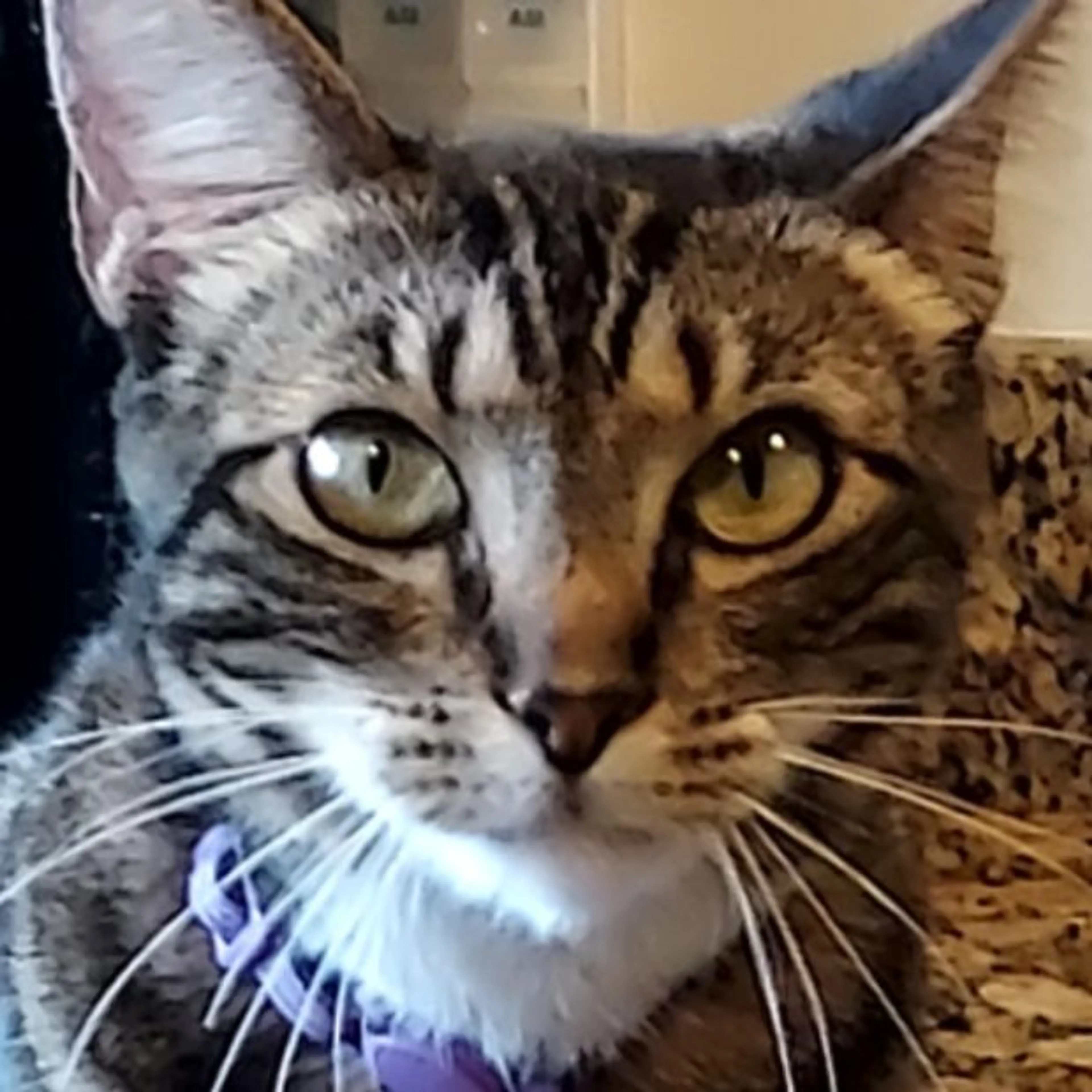 Lost pet